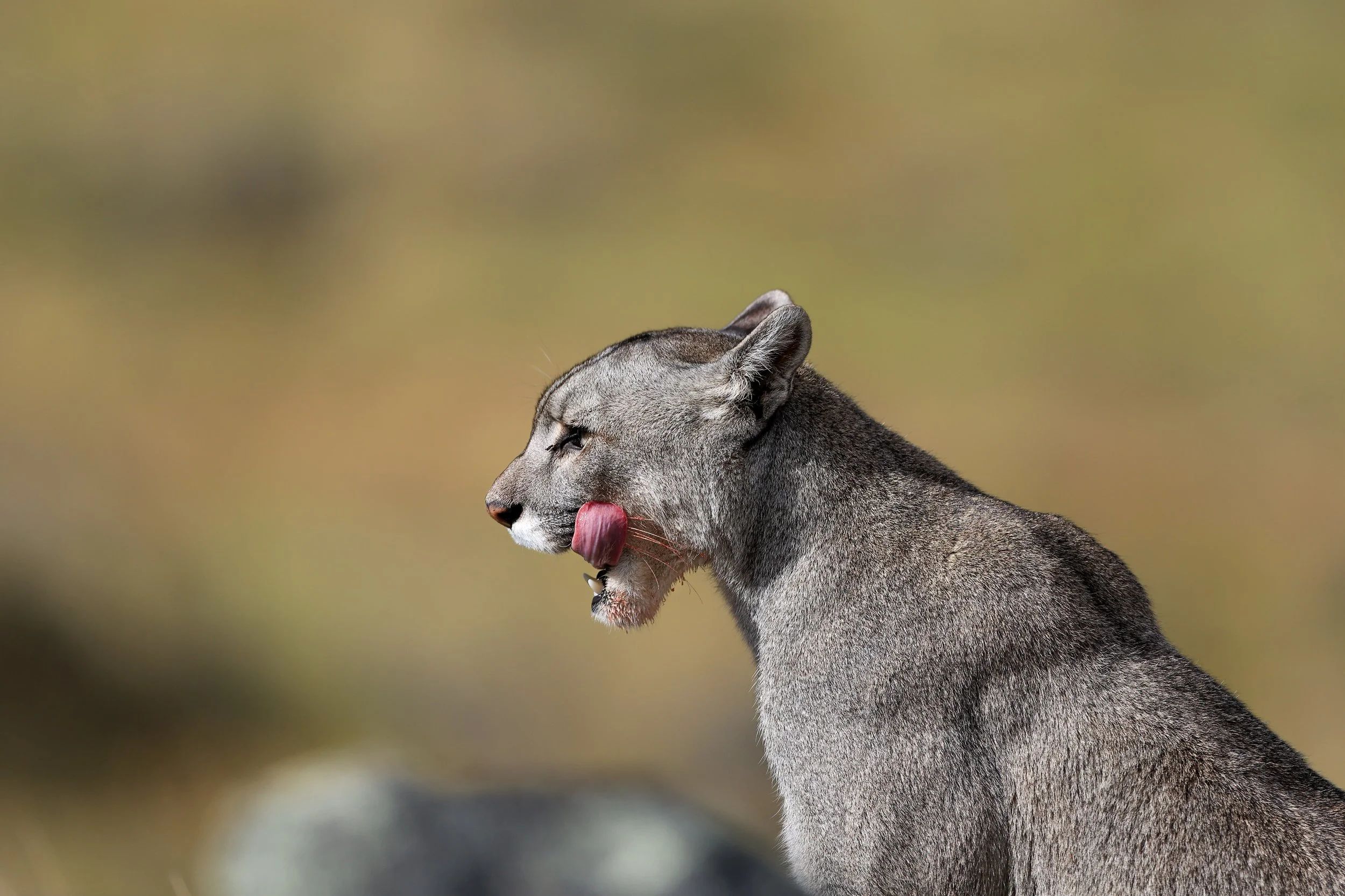 Amarga