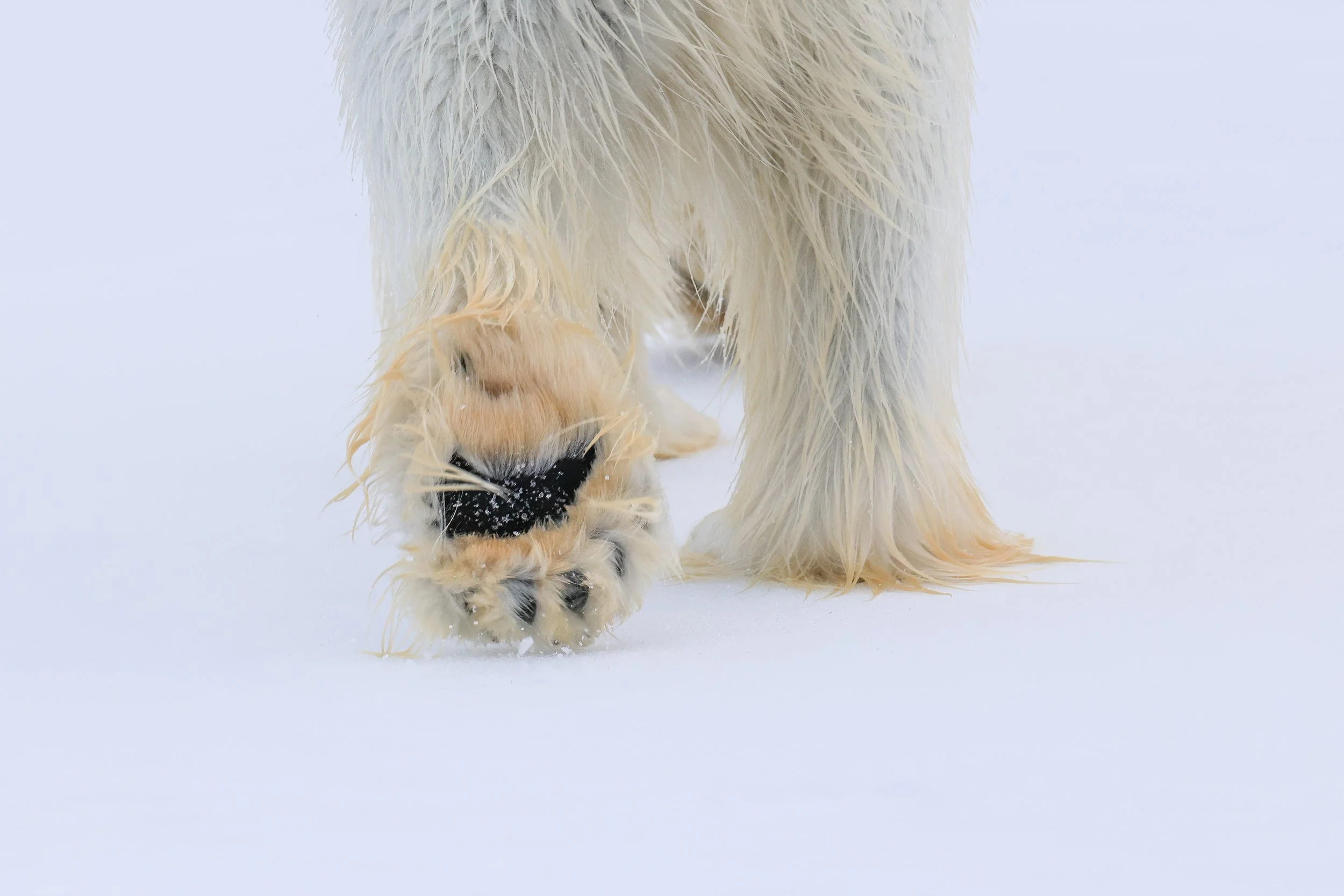 Paw.jpg
