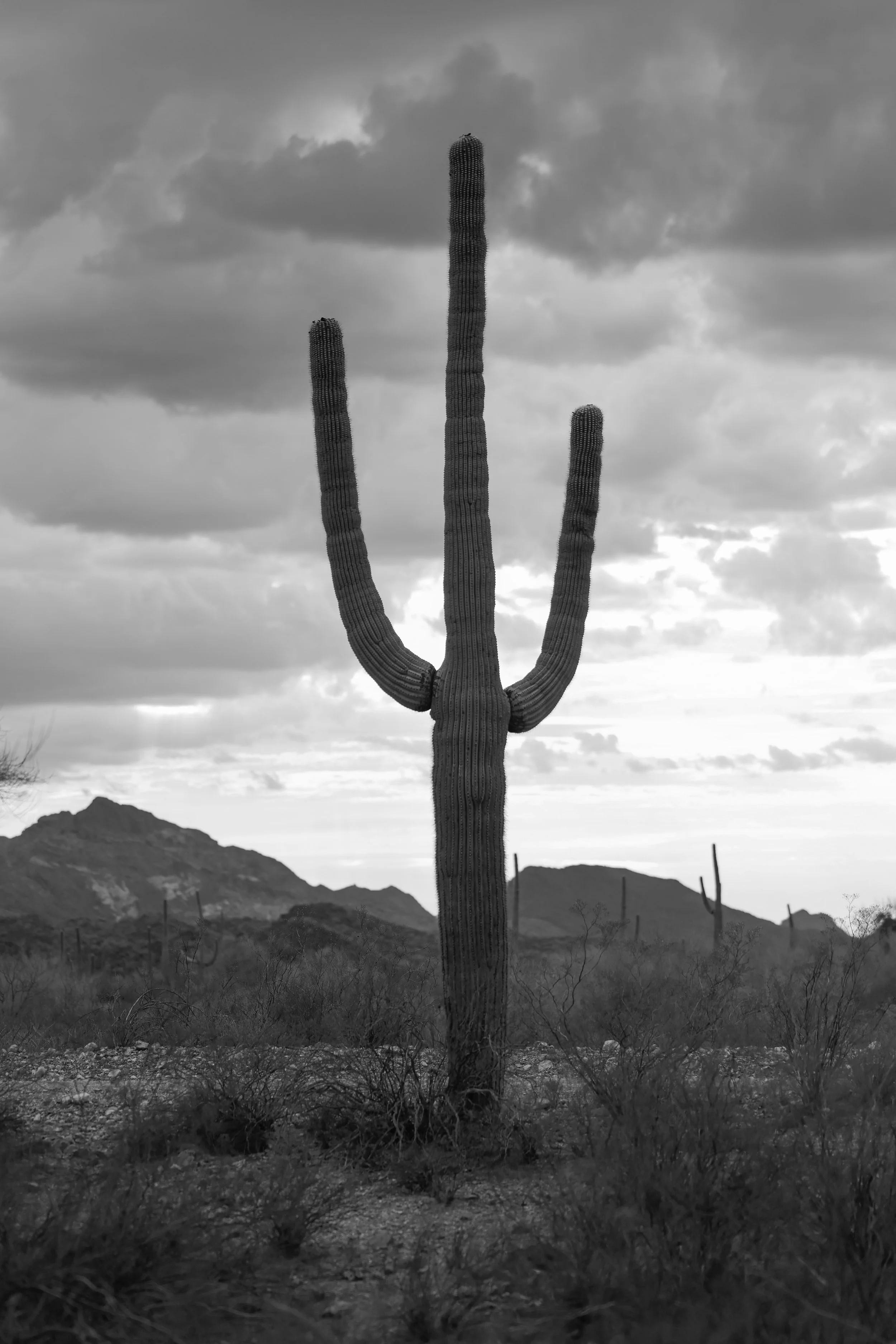 Saguaro