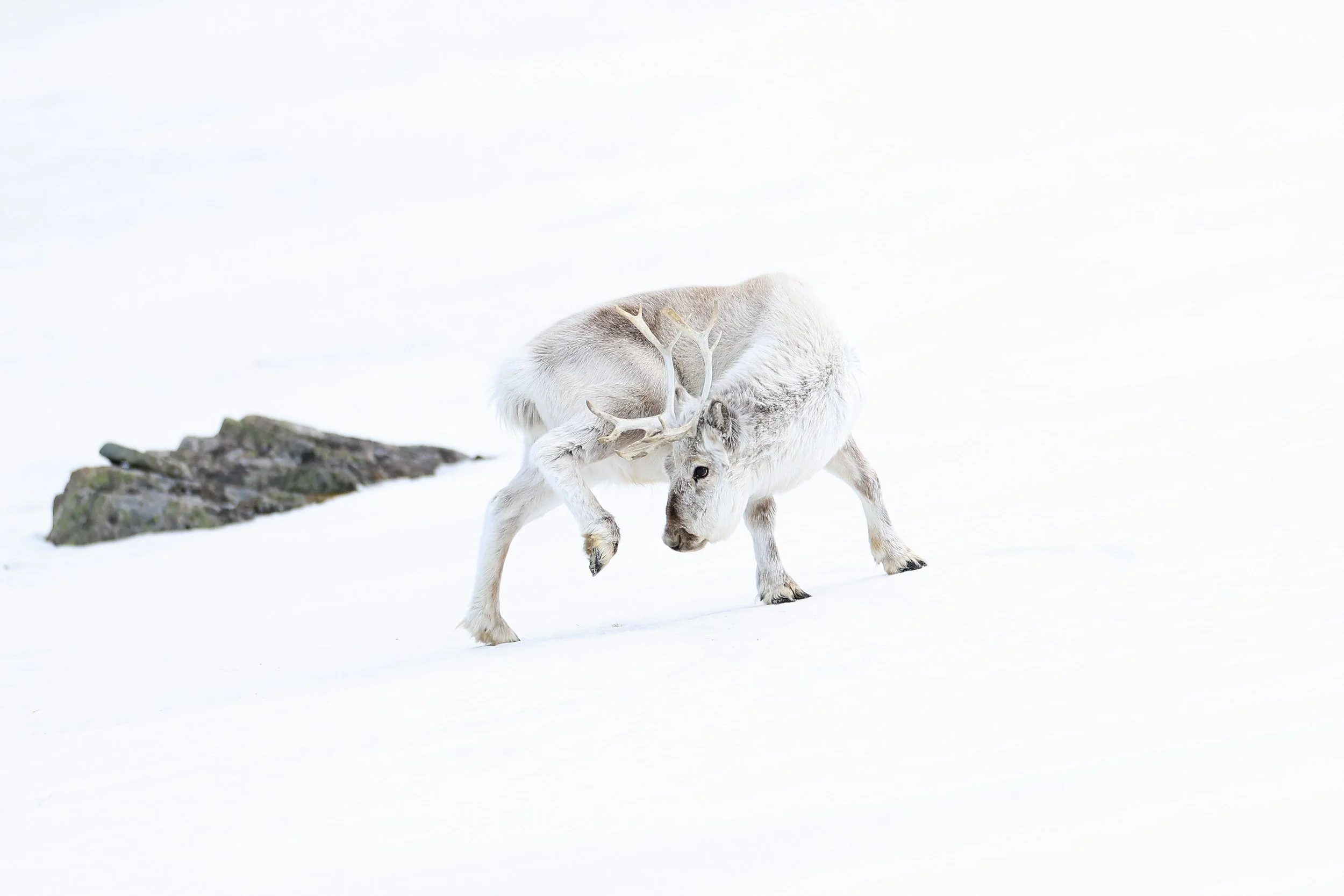 Svalbard Reindeer