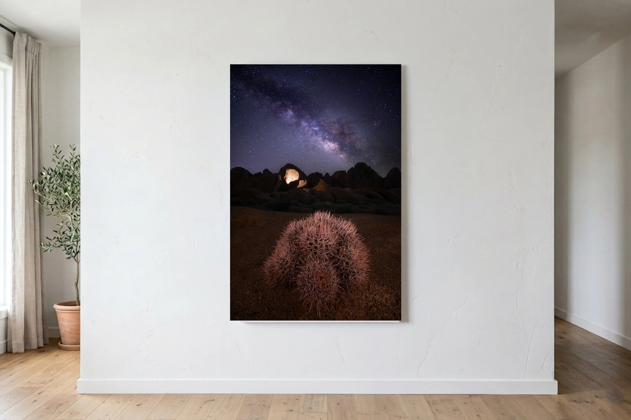 Barrel Cactus