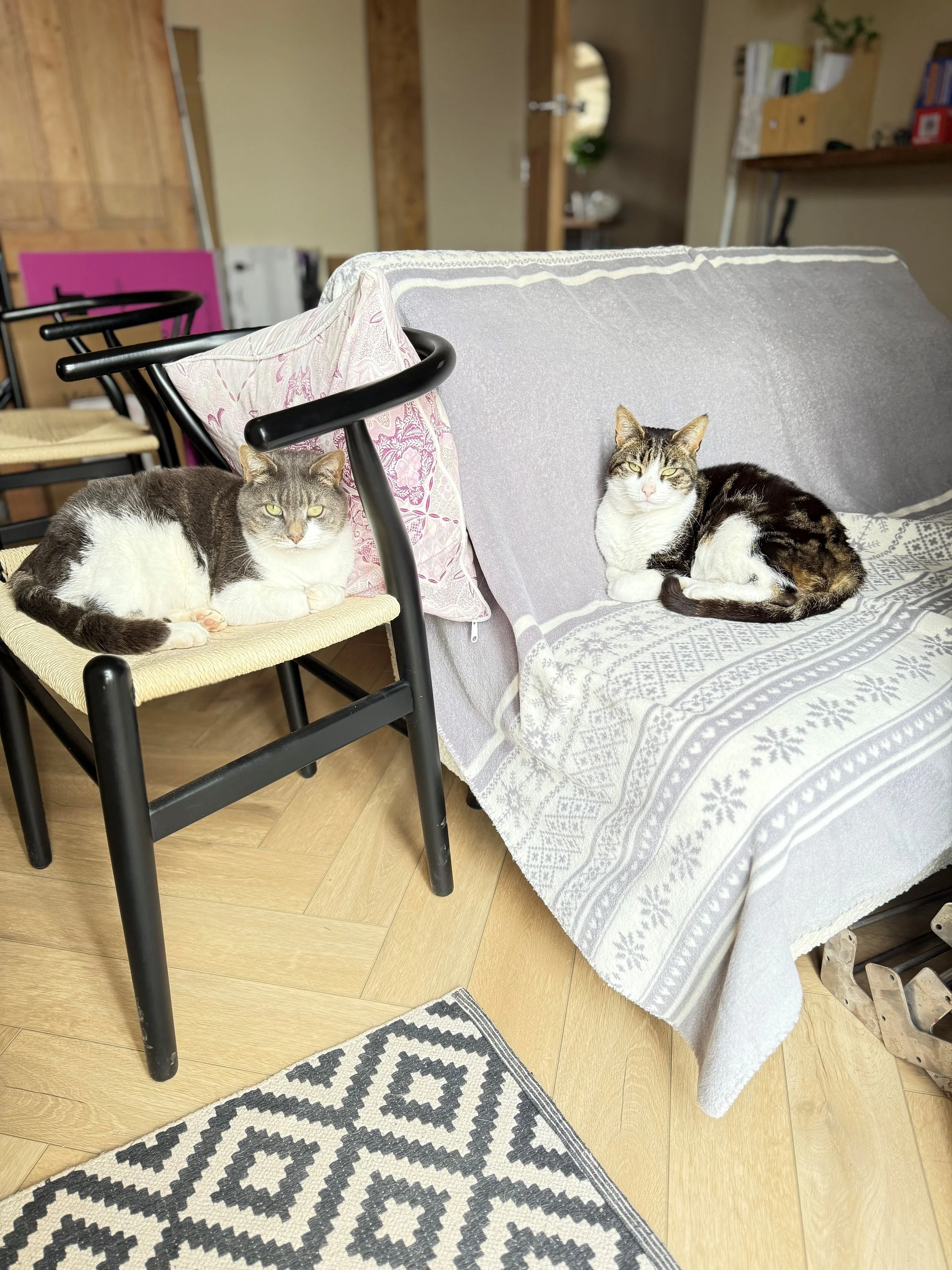 Two cats resting on a chair and a sofa covered with a blanket in a cozy indoor setting.