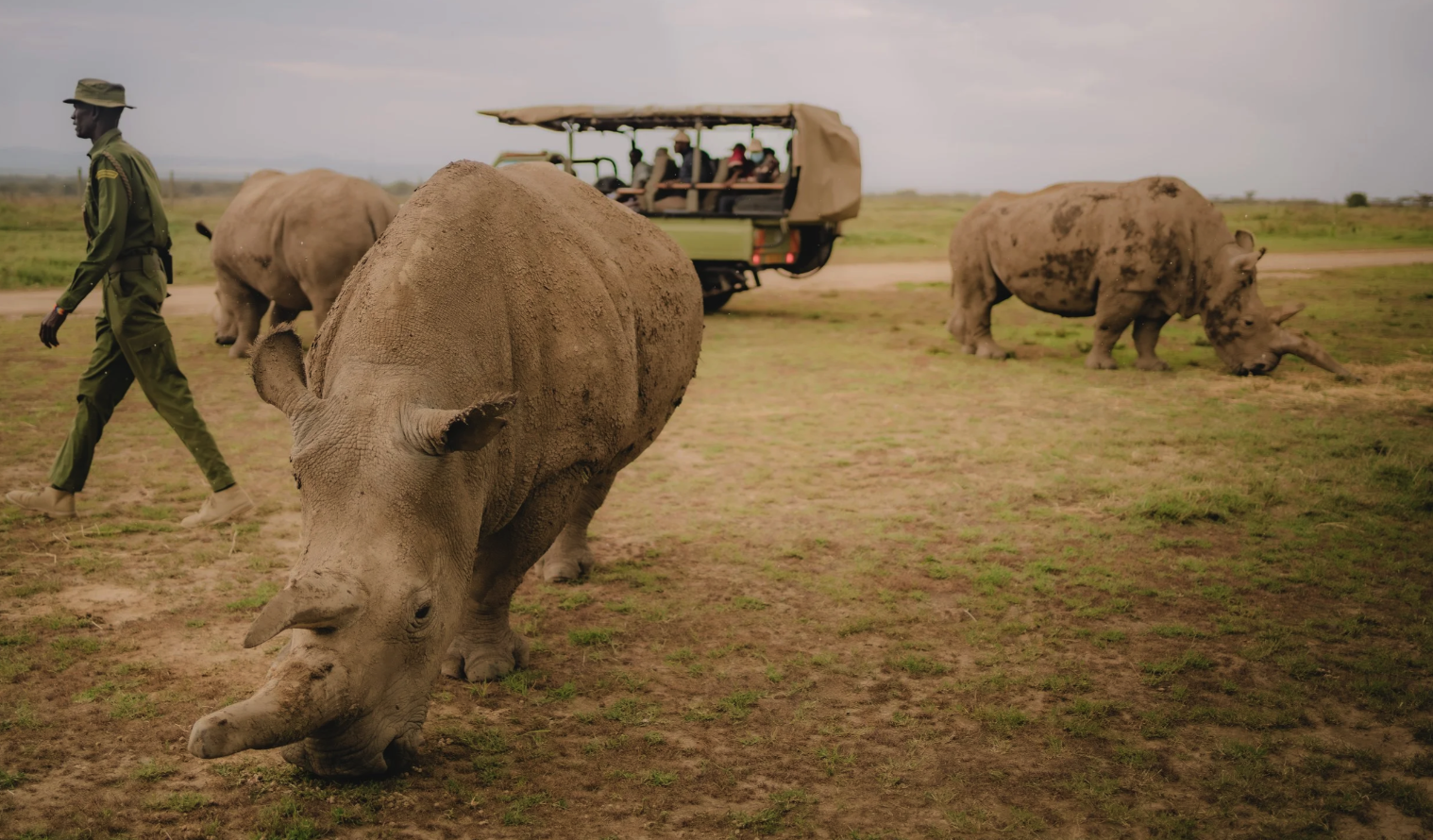 Twende Porini | Ol Pejeta, Kenya