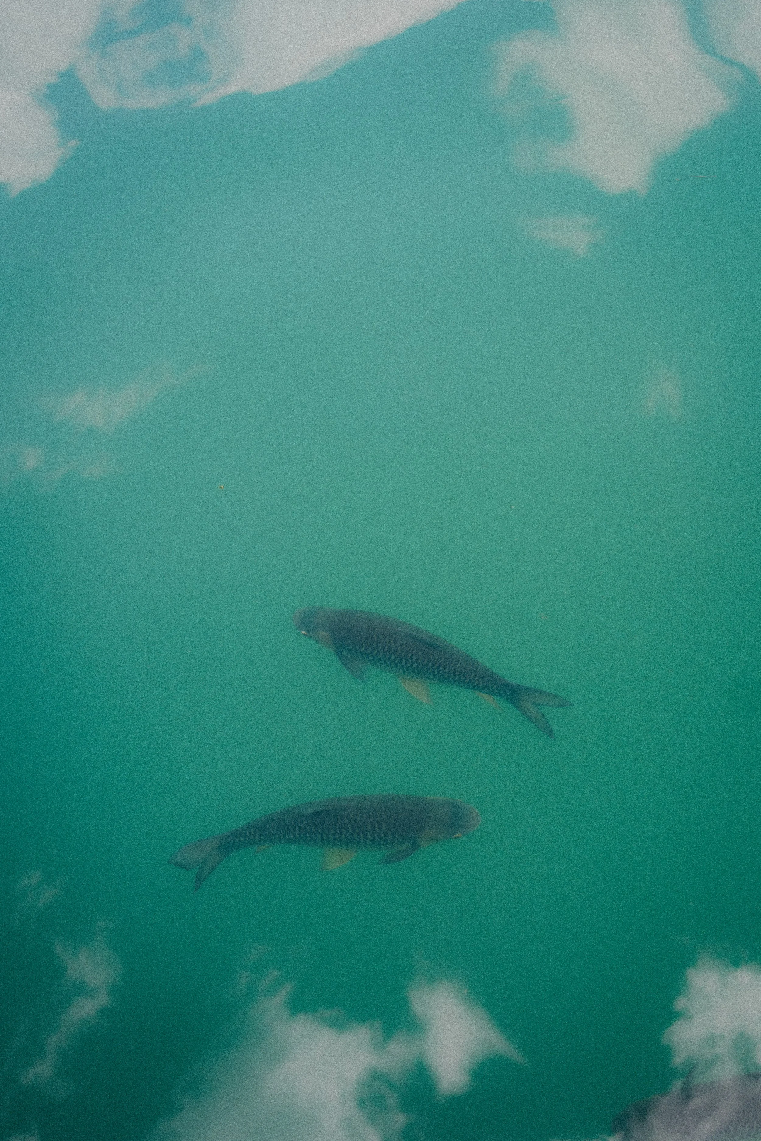 DSC09237.jpg