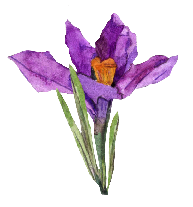 Watercolor painting of a purple iris flower with green leaves and an orange center.