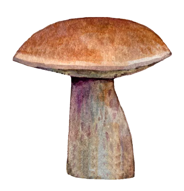 Watercolor illustration of a mushroom with a brown cap and a thick stem