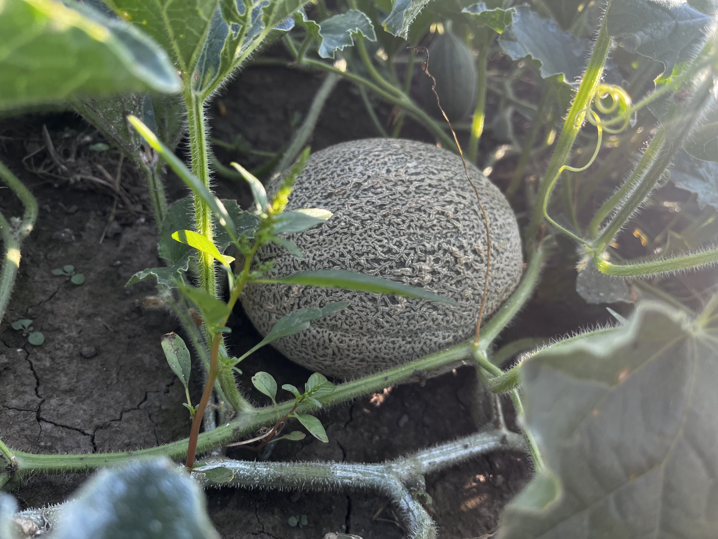 cantaloupe 2024 .jpg
