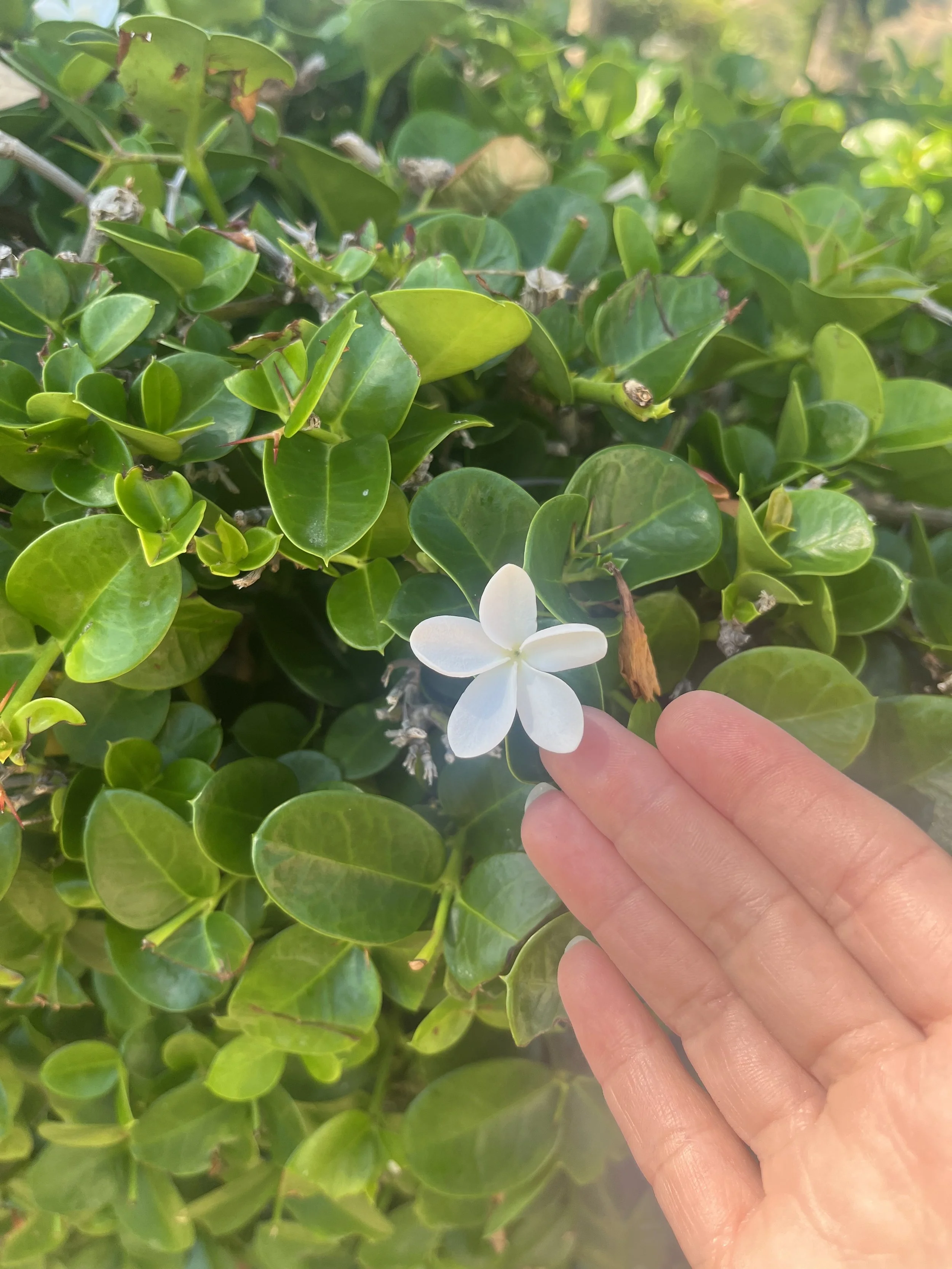 The Sensational Senses…