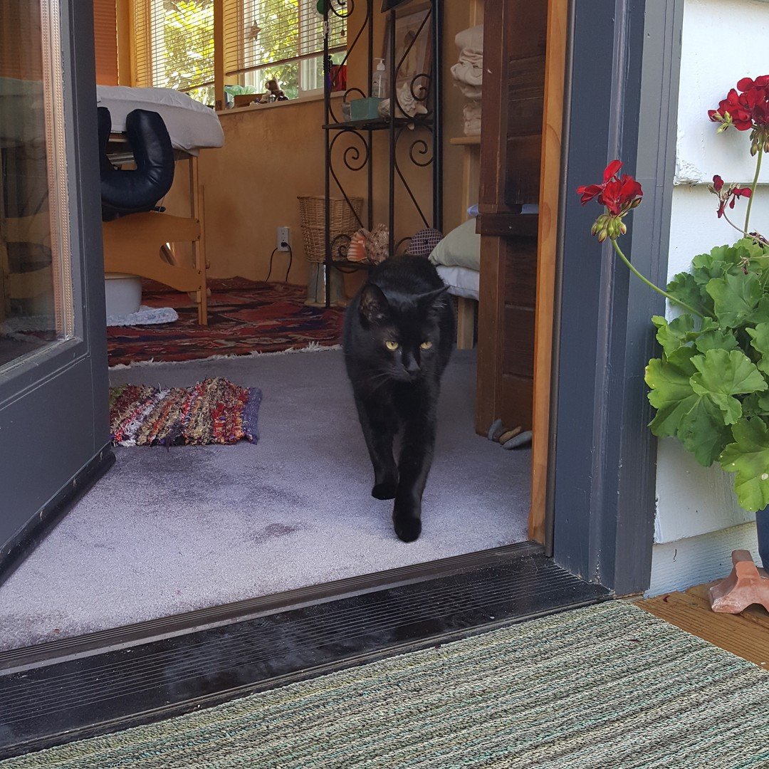 The best co-workers you could ask for, meet Blackberry &amp; Mirabai. These sweet kitties are usually lounging around outside the sanctuary and enjoying all the foliage. They are super sweet and friendly should you ever meet!
.
#eugeneoregon #eugene 