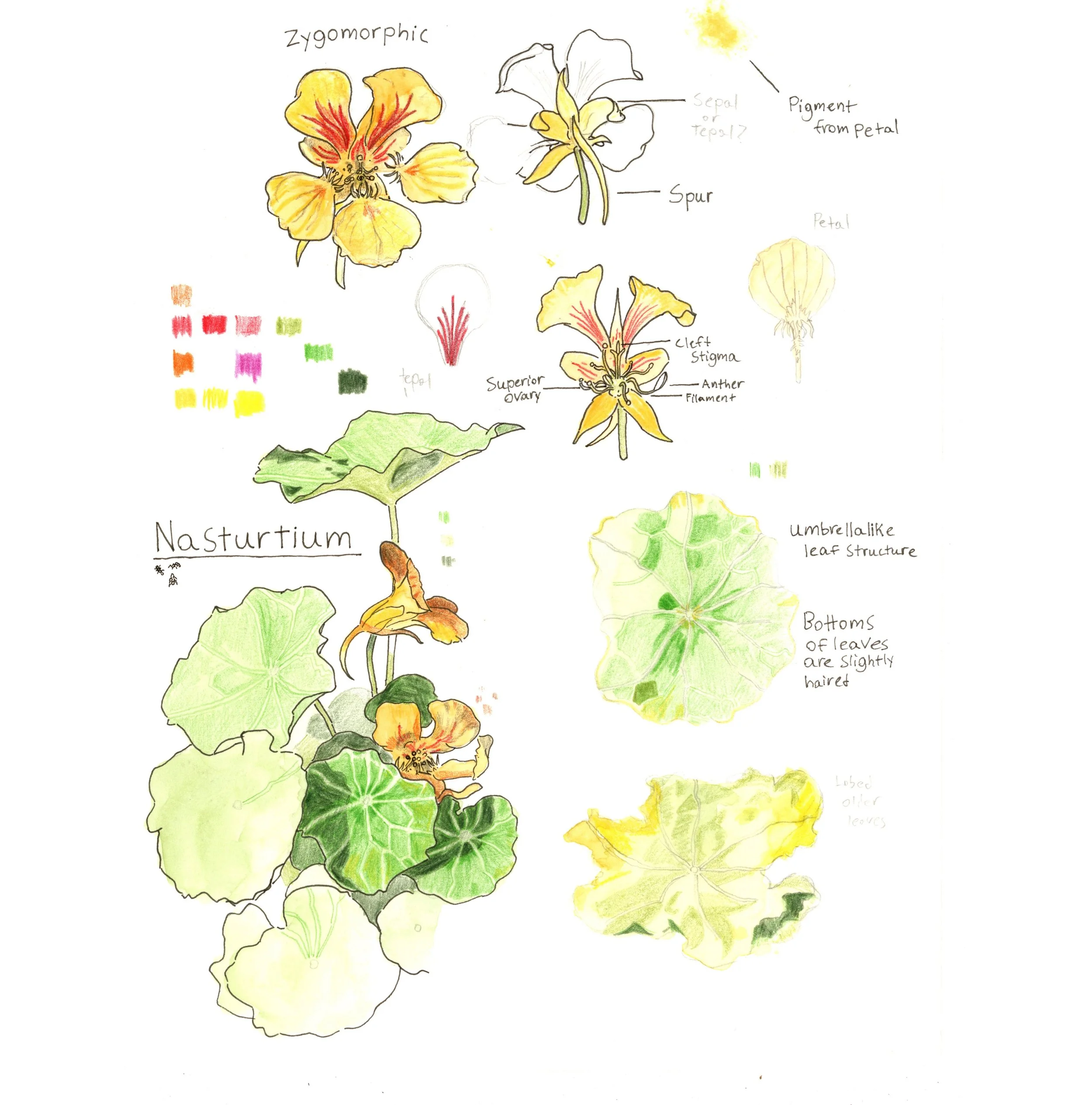 Nasturtium, ink and colored pencil on paper