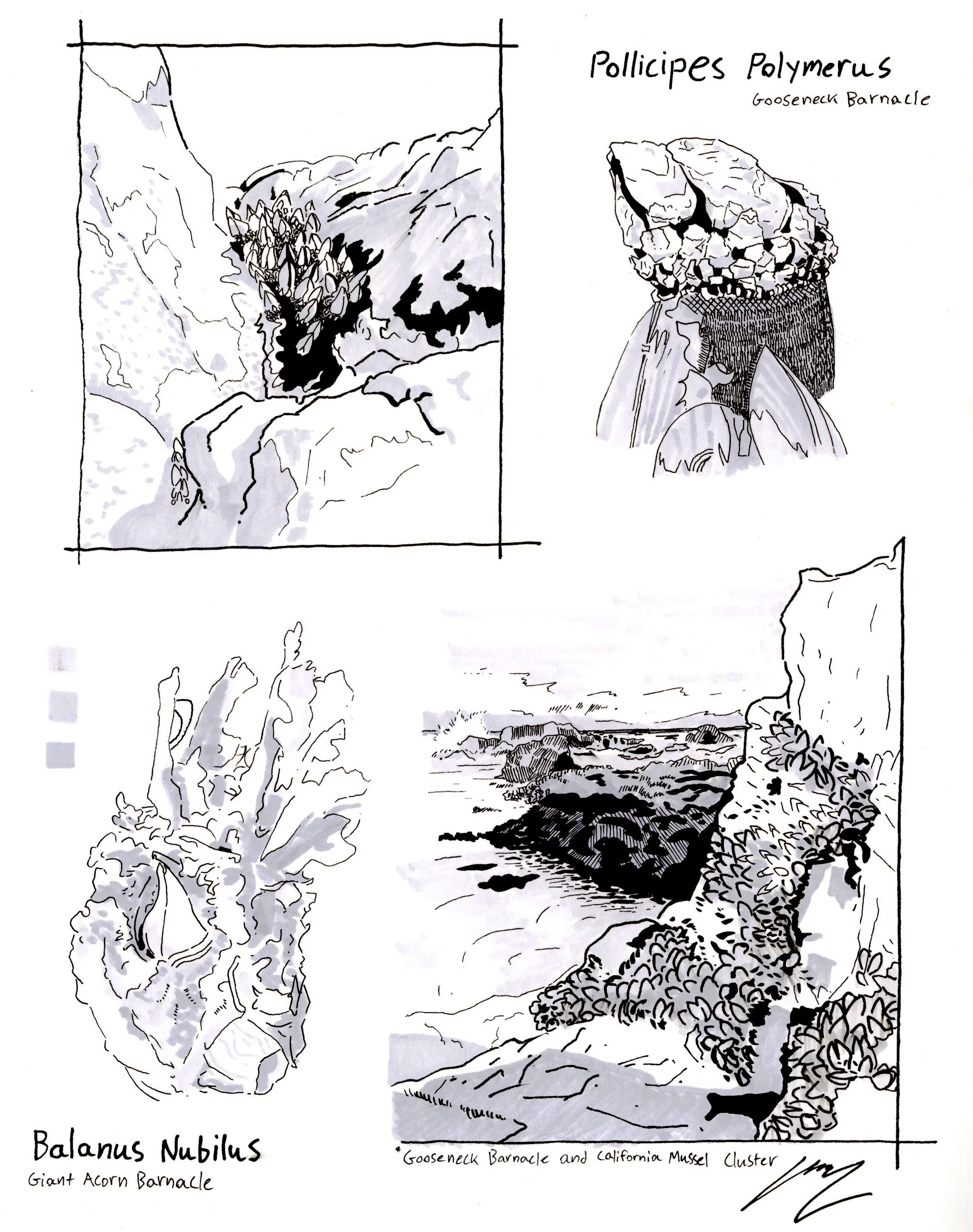Asilomar Beach, ink on bristol