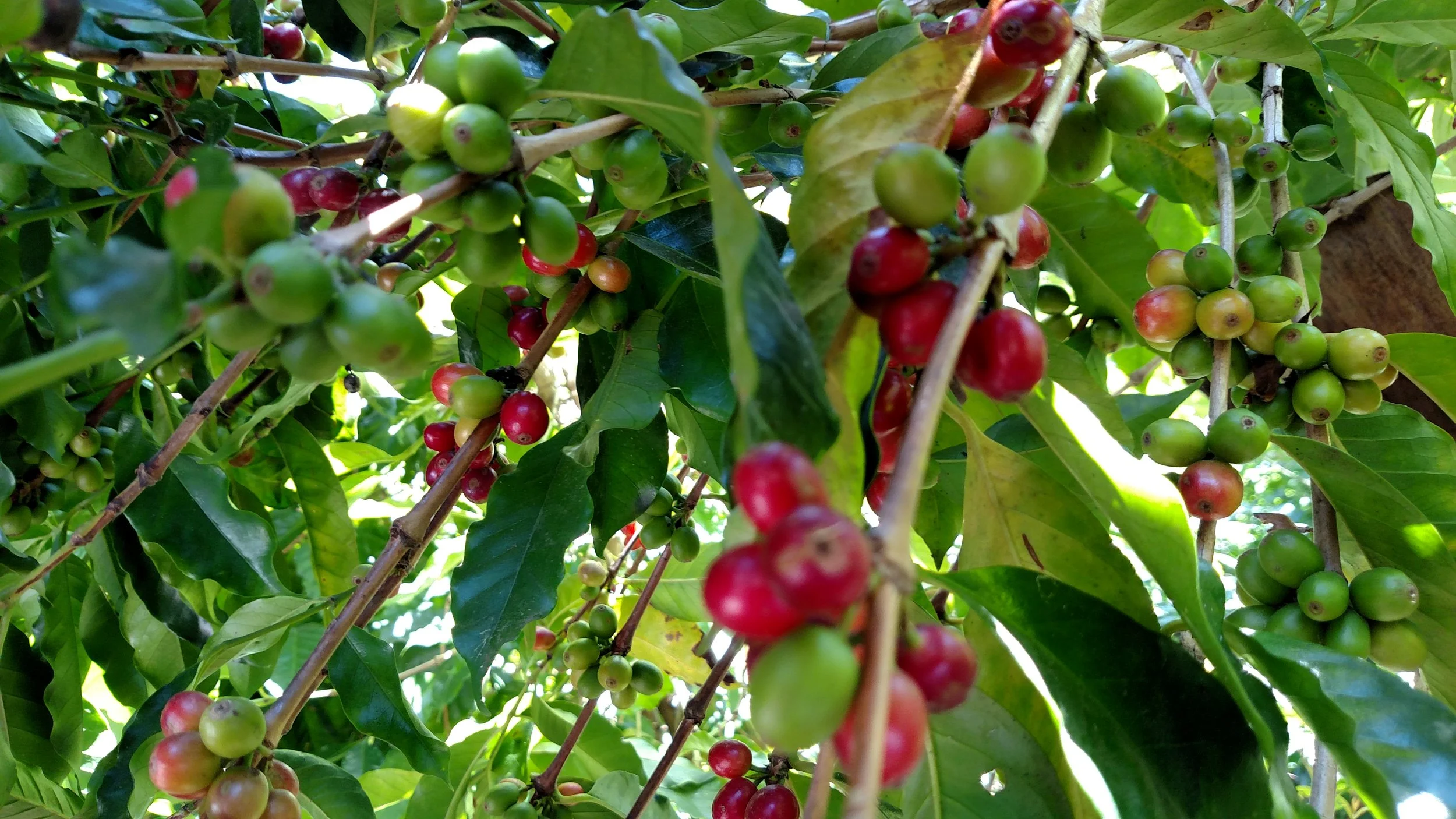 Coffee Cherries on trees.jpg
