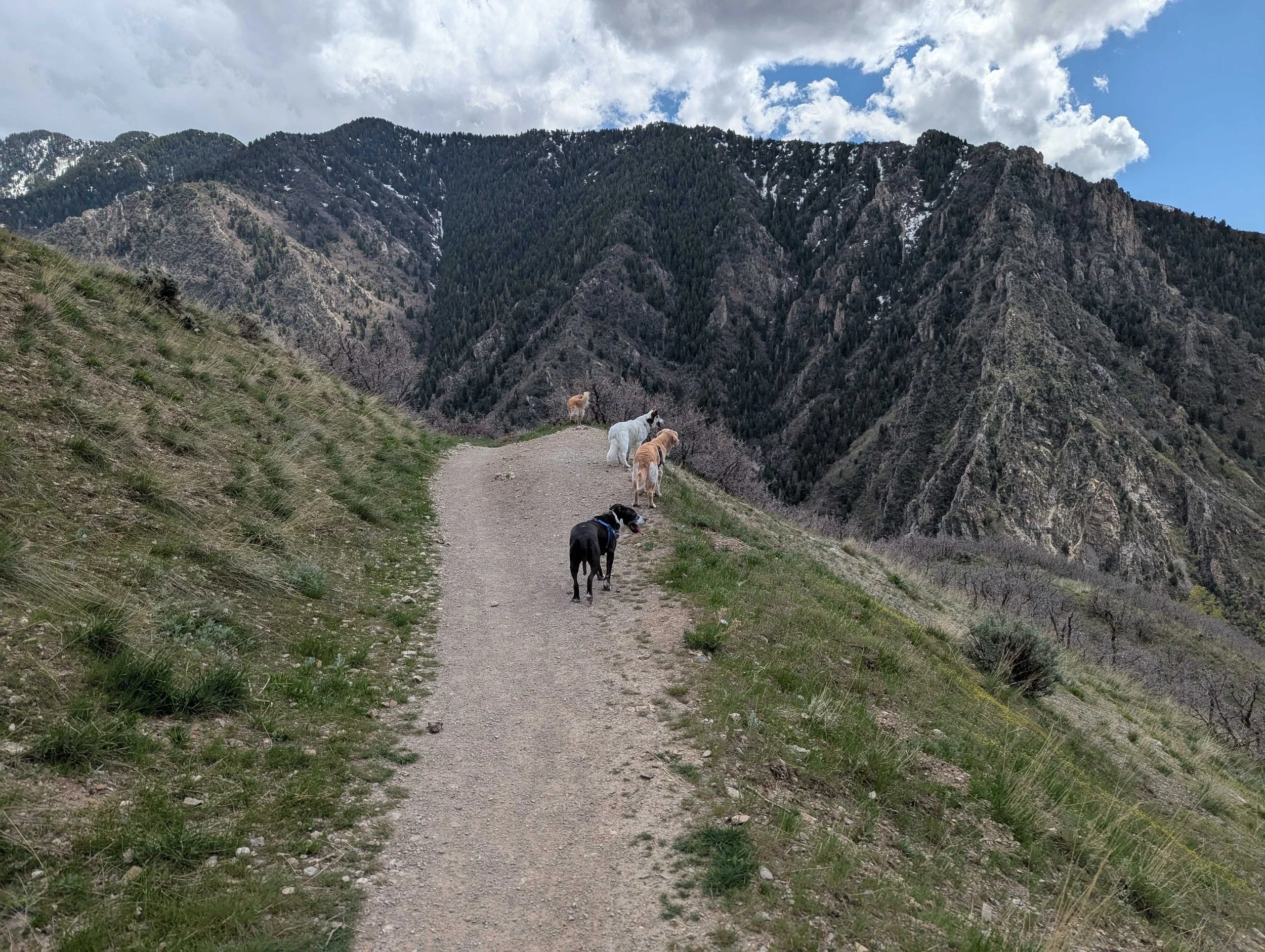 Lab dogs @ Rattlesnake Gulch 4/25/25