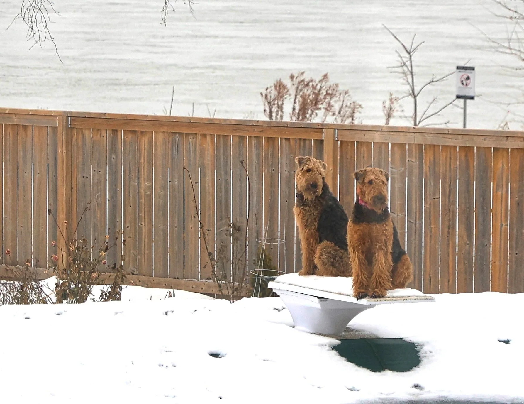 Diving beauties!  Our Airedales Frankie and Judd perched on the pool diving board enjoying some winter snow.