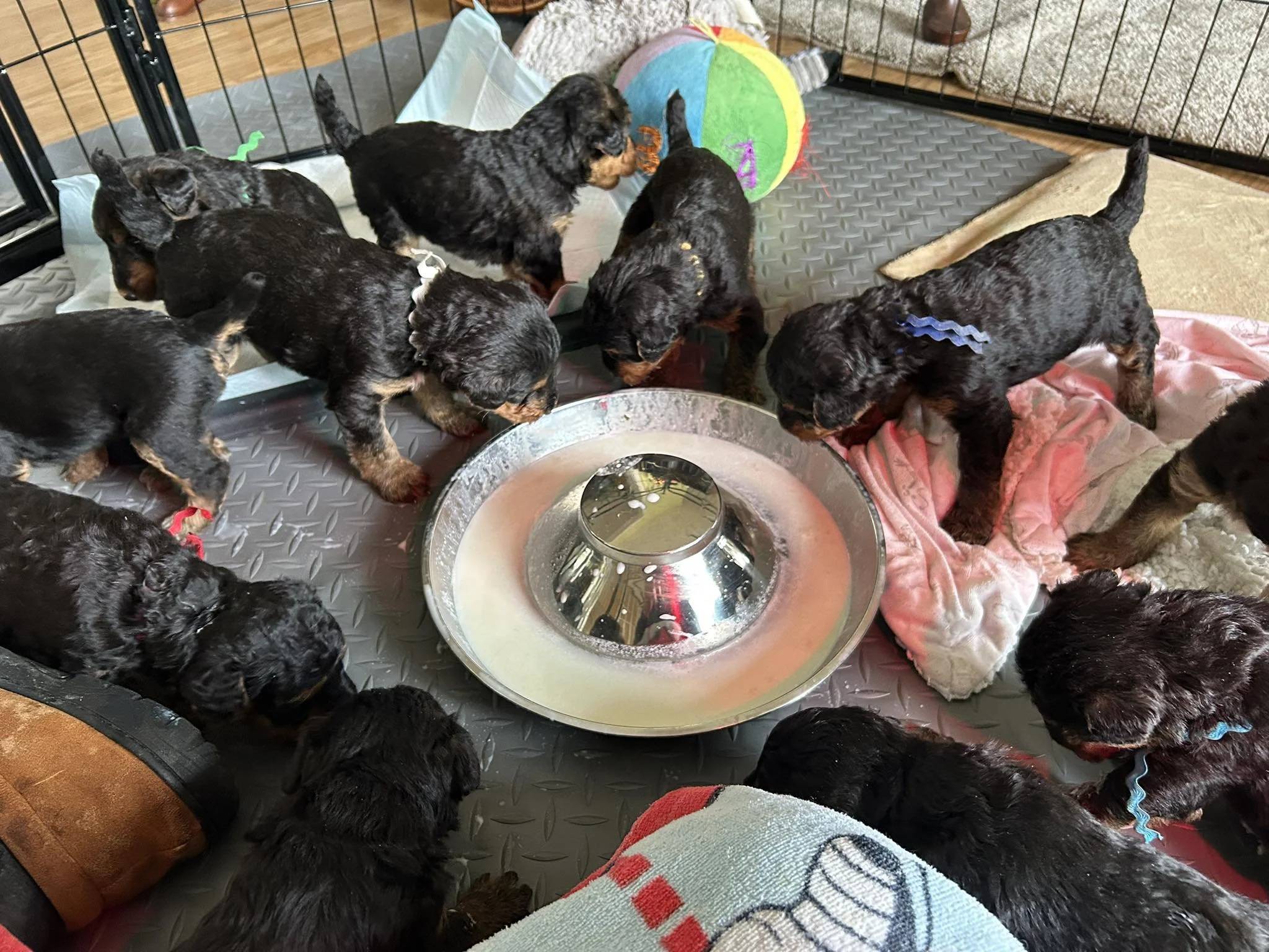 A NEW TASTE SENSATION!