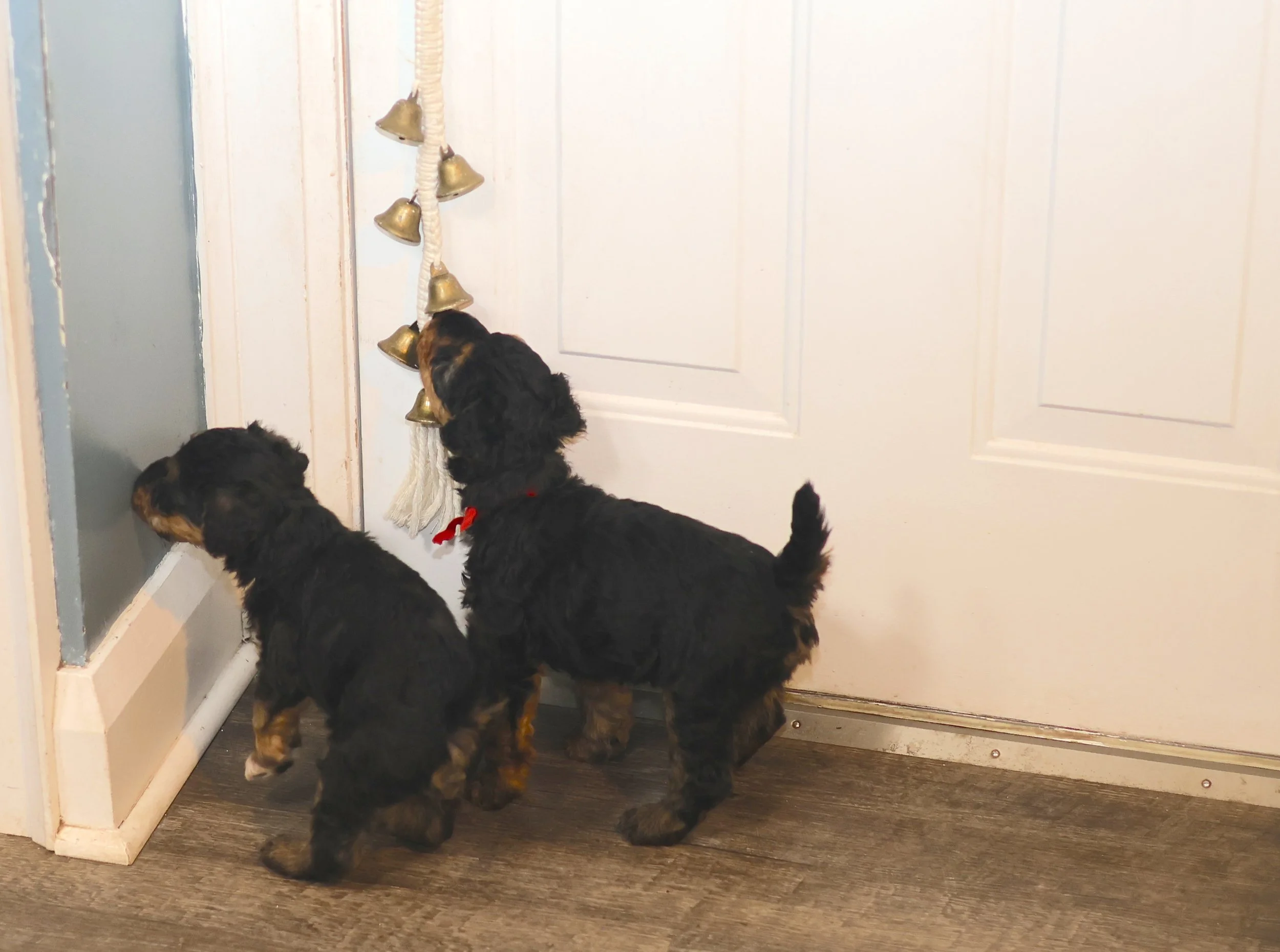 RING THE BELL TO GO OUT!