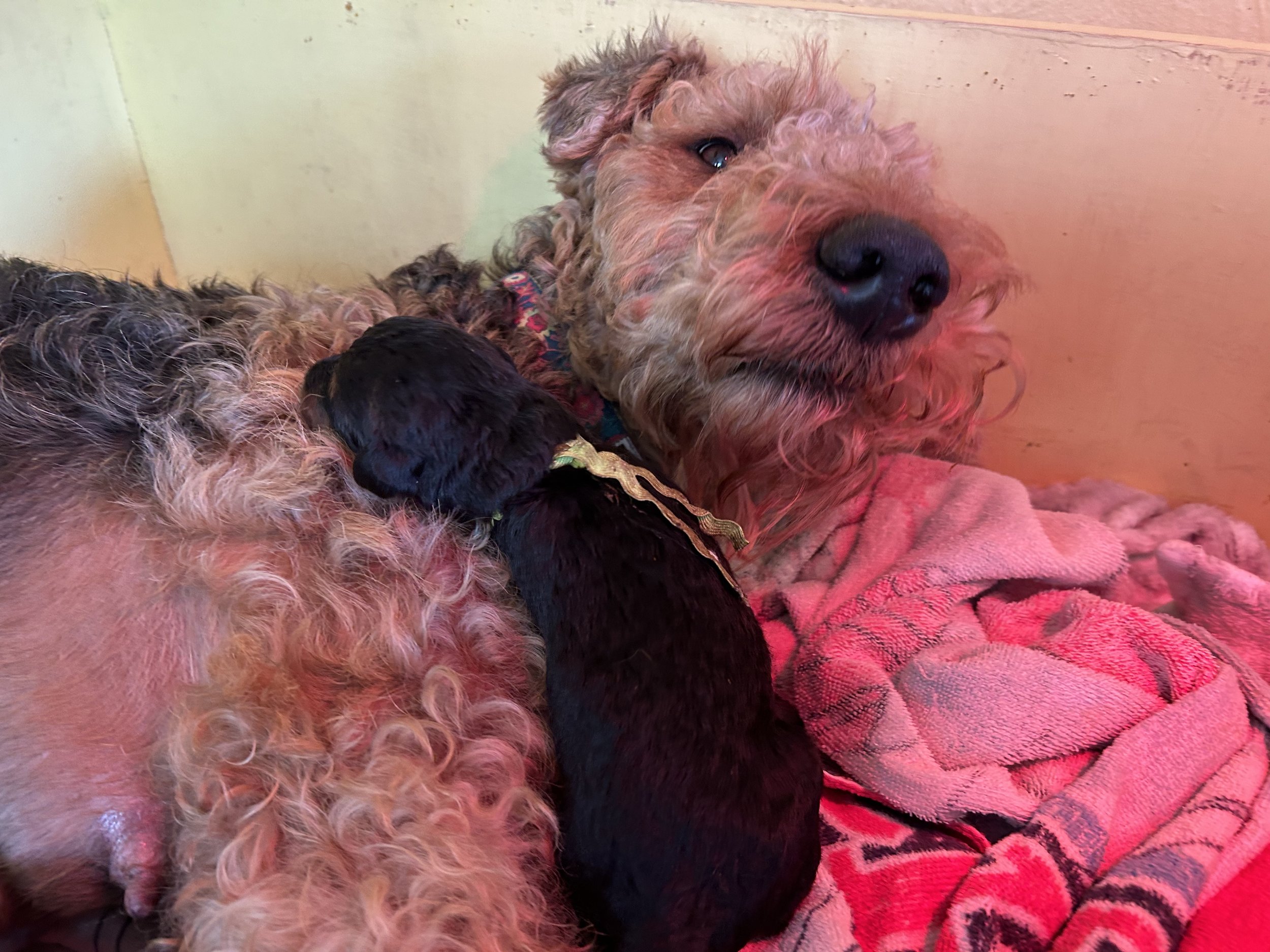 Snuggle time!  One of our Airedale babies getting some private time with Mama Pepsi.