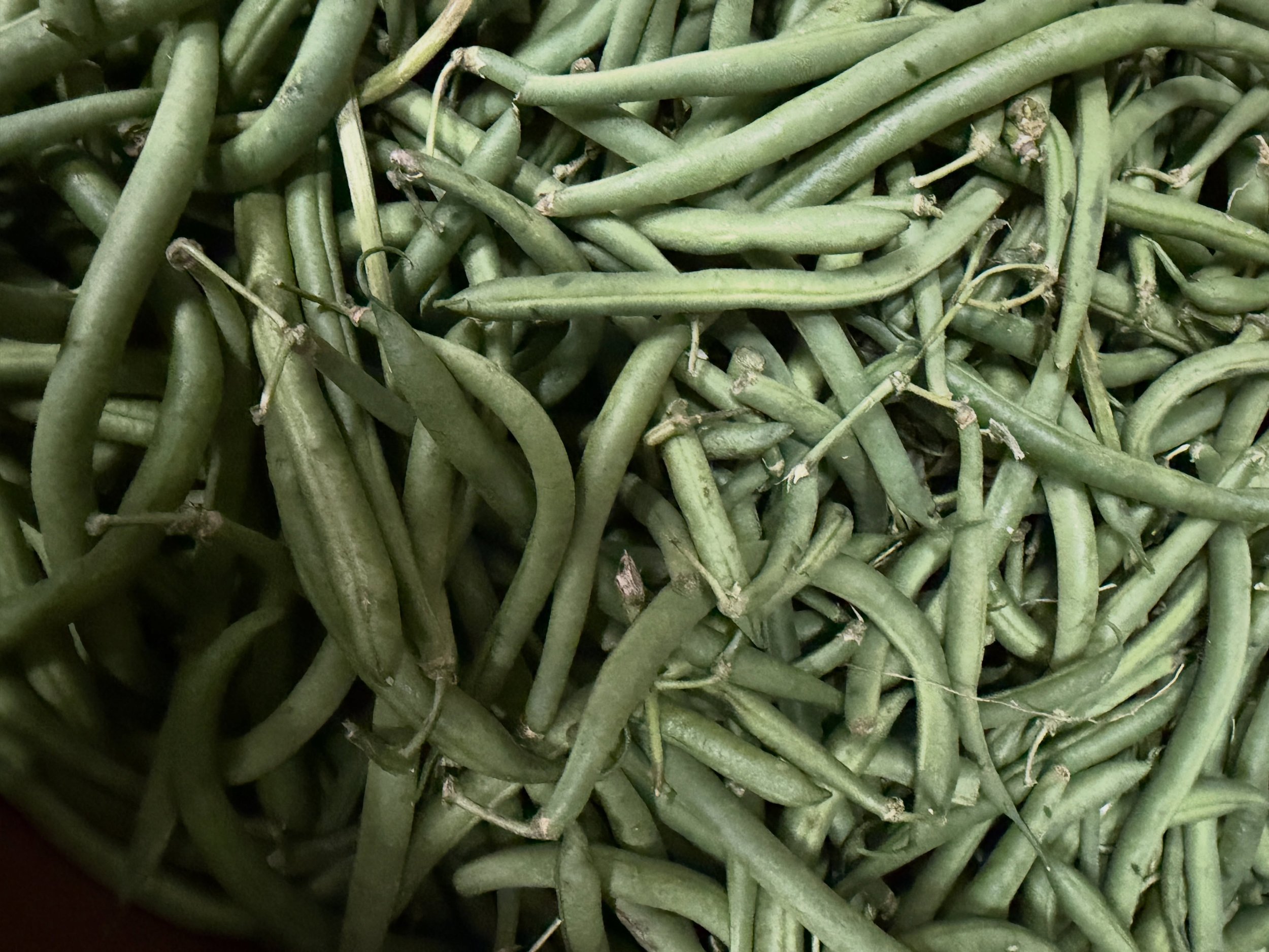 Friday Freshies! We&rsquo;re stocked up and ready to feed you this weekend. 💚

All local and naturally grown!
Green beans
Shishito peppers
Corn
Cucumbers
Apples
Peaches
Plums
Yellow and Zucchini squash

See you at the market!