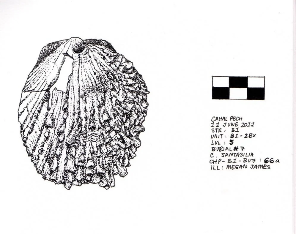 Archaeological illustration work, 2015, San Ignacio, Cayo District, Belize

📍 Cahal Pech Archaeological Reserve: Founded, 1200 BCE; Abandoned, 900 CE

🐚 Shell 1

With archaeologist Catharina Santasilia