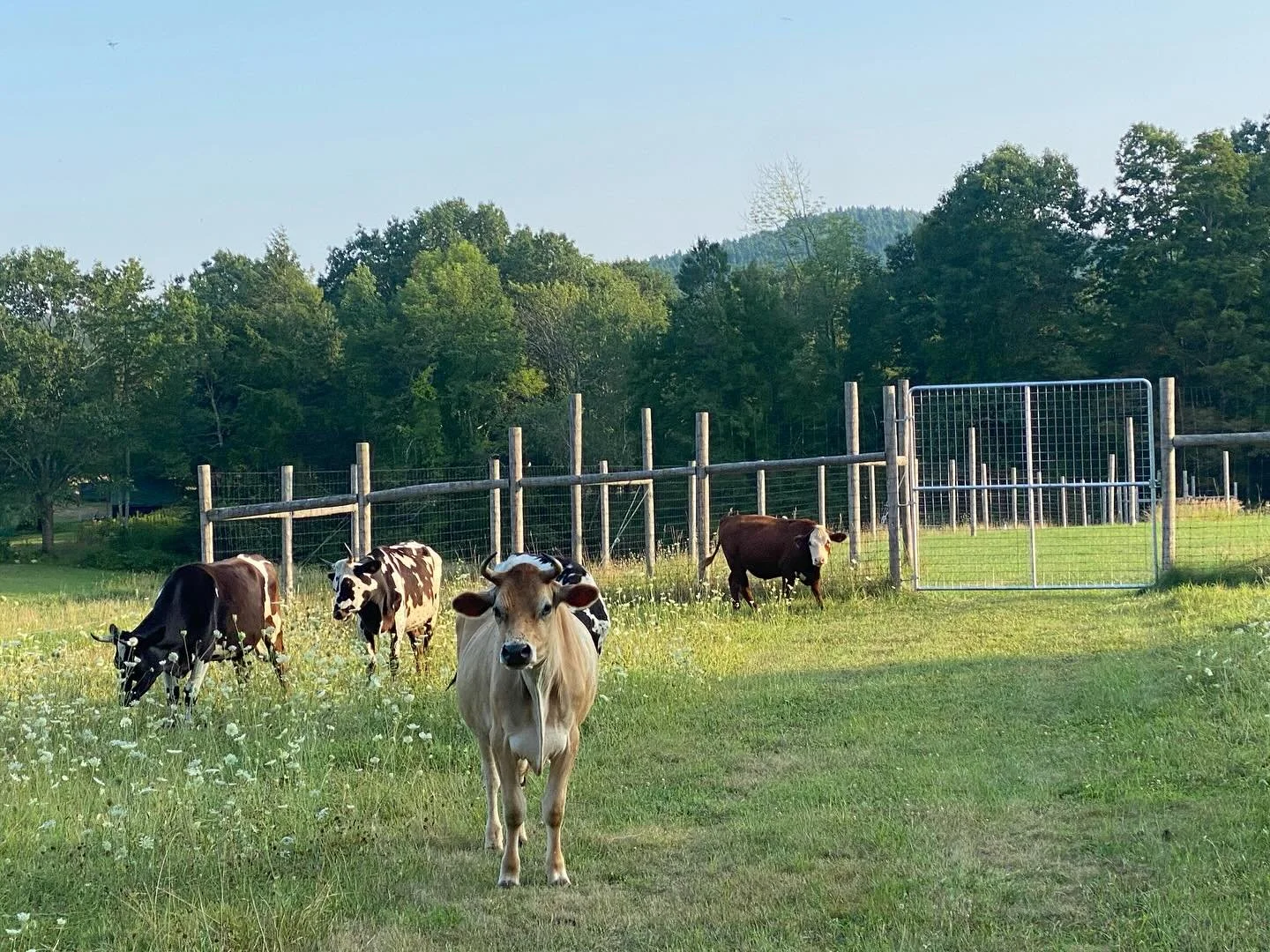These beauties enjoying a summer evening!