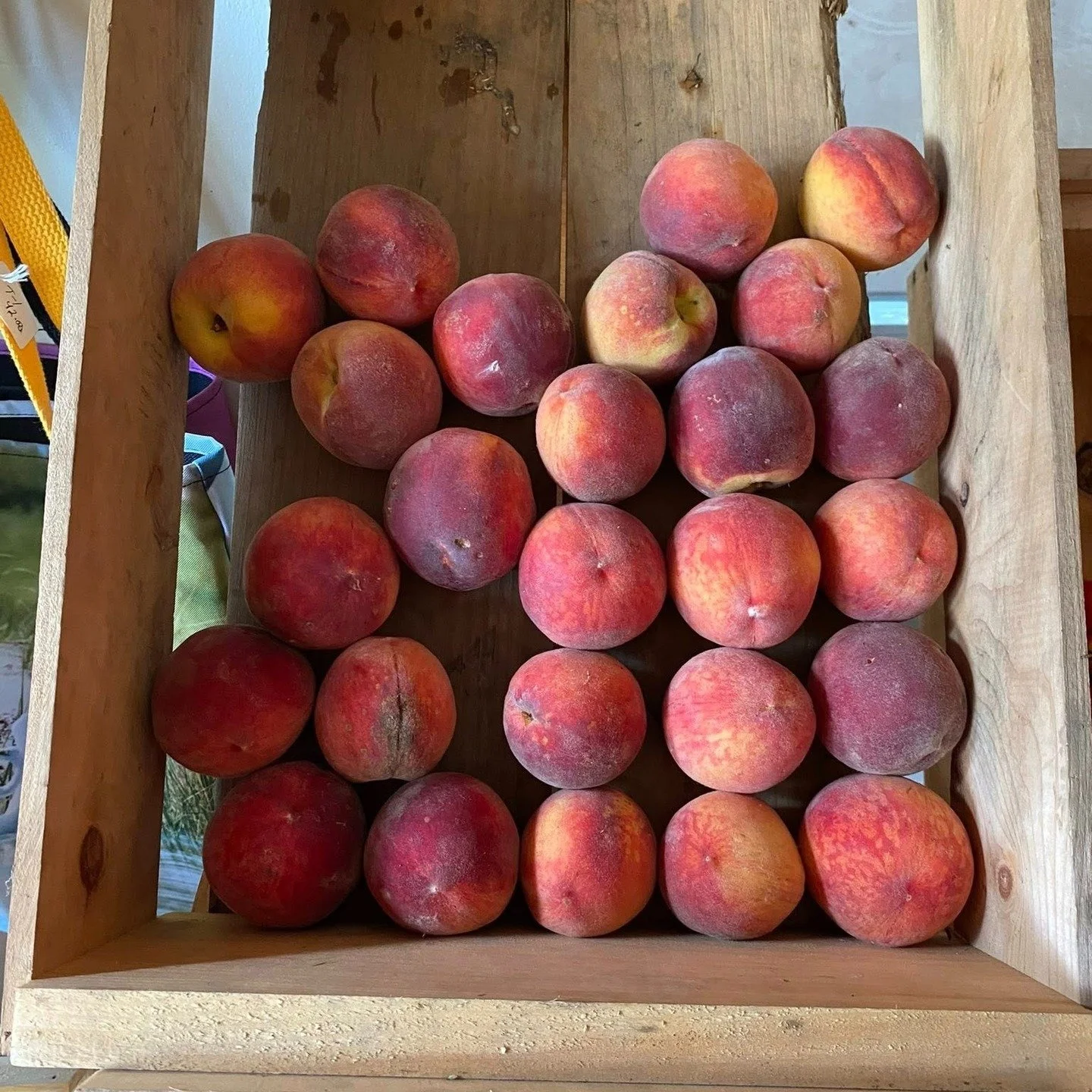 You can practically taste the sunshine. 

We have peaches, tomatoes, and so much more in our farmstore, plus another round of U-Pick raspberries! Stop by Thursday and Saturday 10am-5:30 pm and Sunday 11am-5pm.

#peaches #tomatoes #organic #biodynamic
