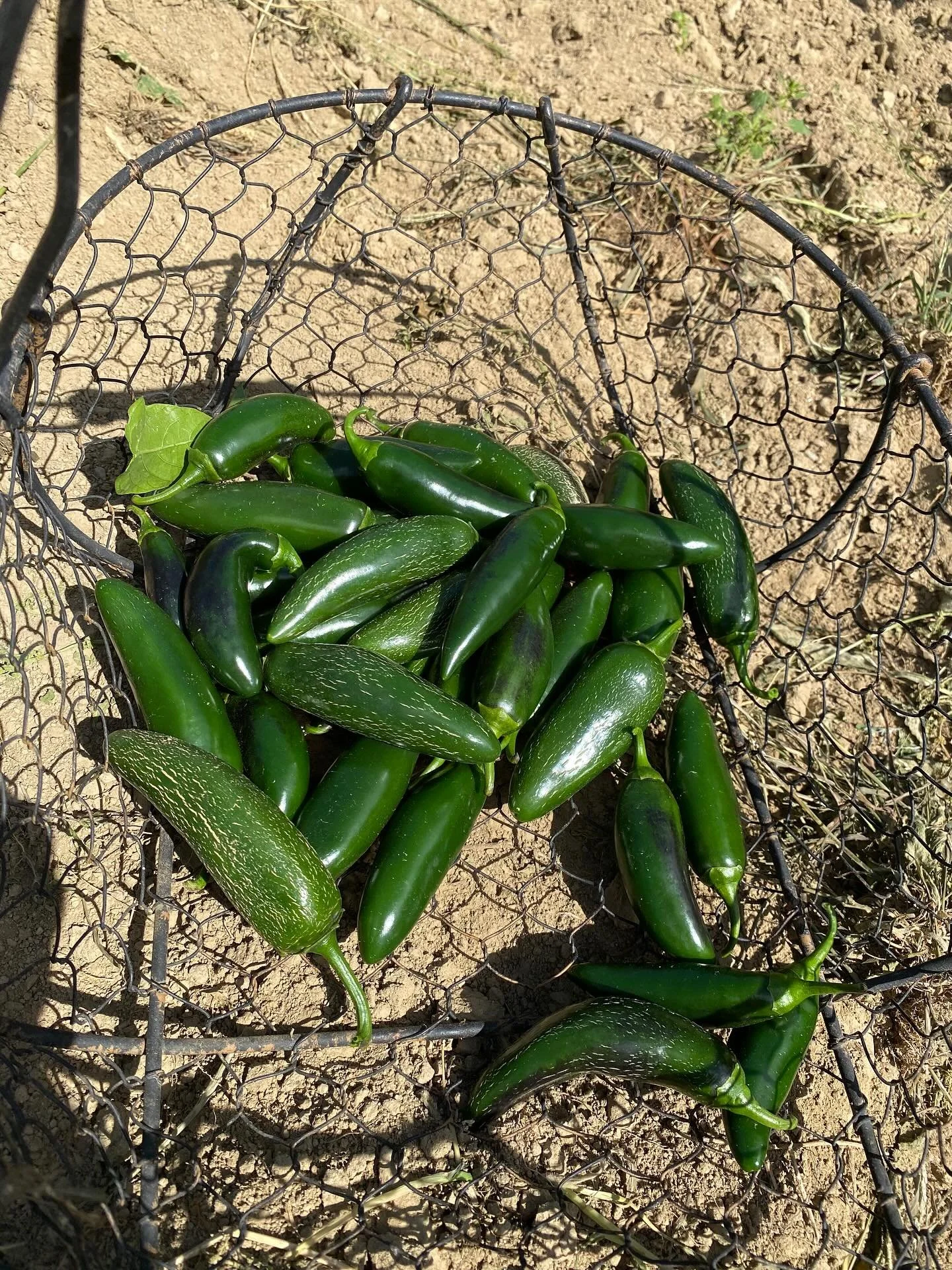 Lots happening in the fields. The hot dry weather is tough on our crops, with the exception of our peppers, which are thriving! We are doing our best with irrigation and have lots and lots of lovely veggies farm store today! Stop by anytime 10am-5:30
