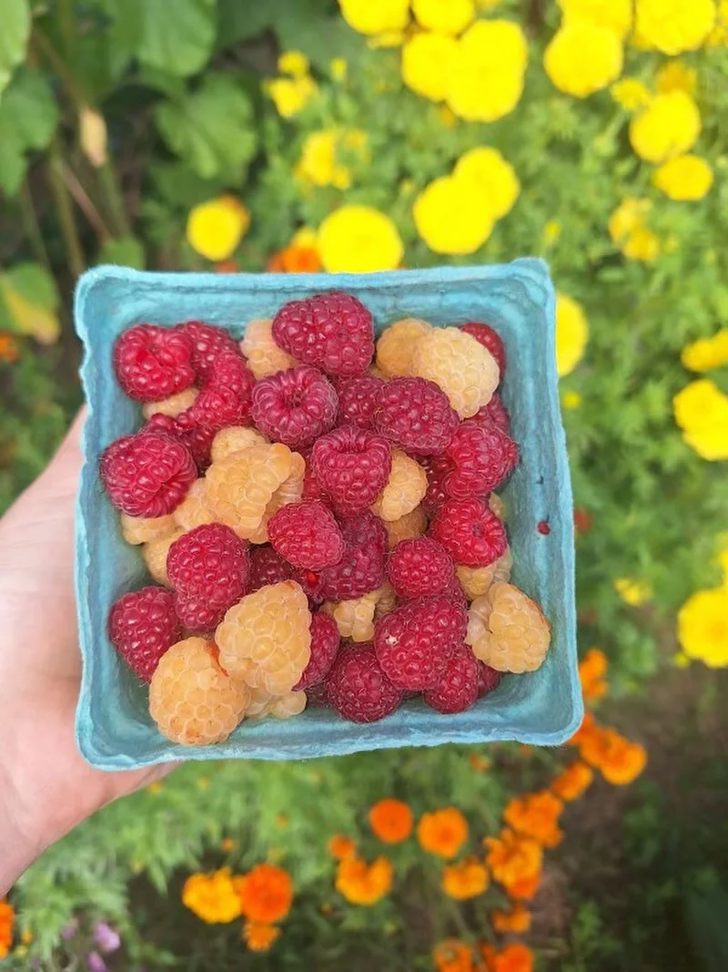 Our Raspberries are going strong! Come get U-Pick berries Saturday or Sunday this week!