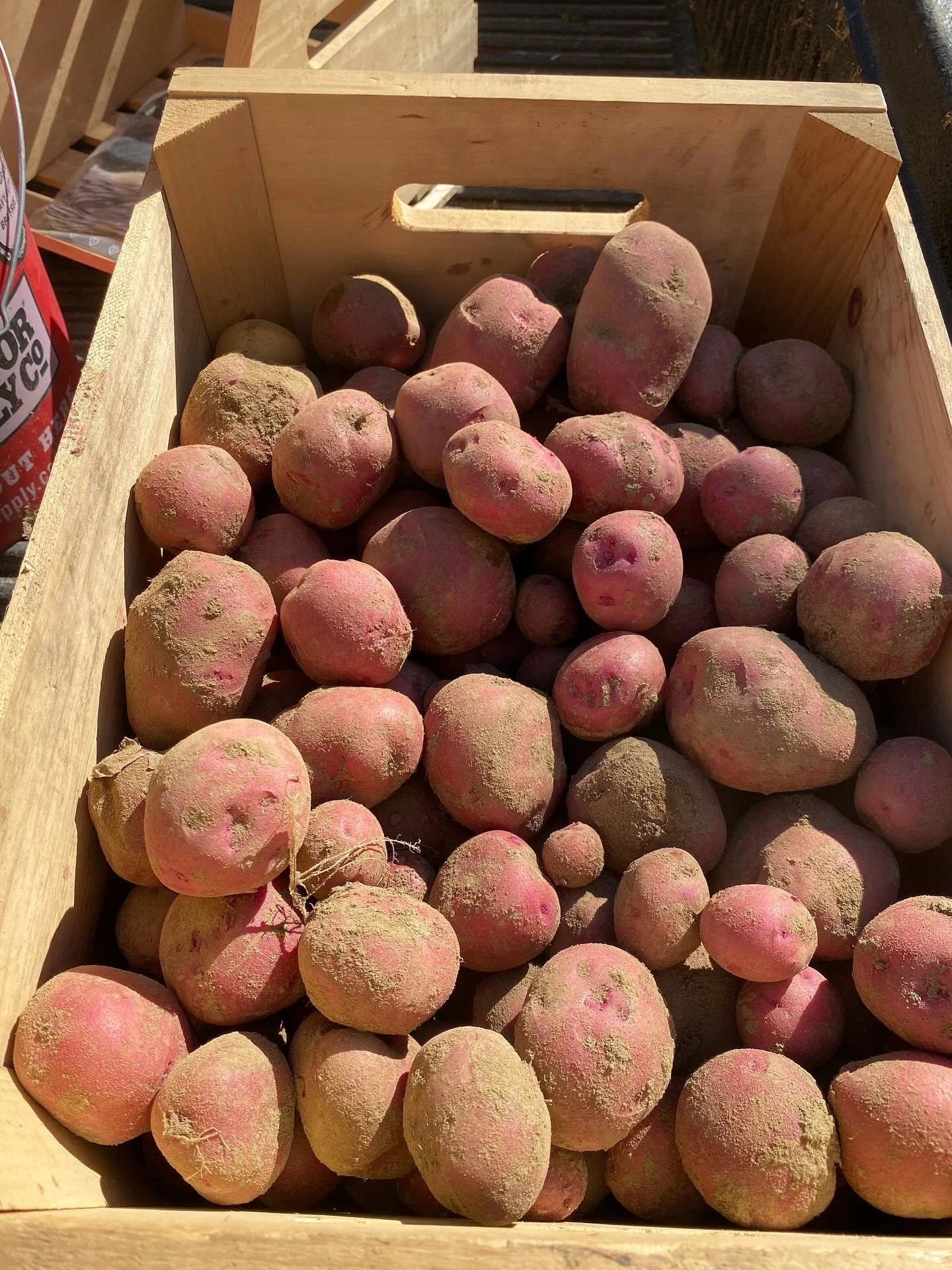 Our first harvest of this years potatoes are in! And we have lots and lots of head lettuce. And so much more! Stop on by this weekend.