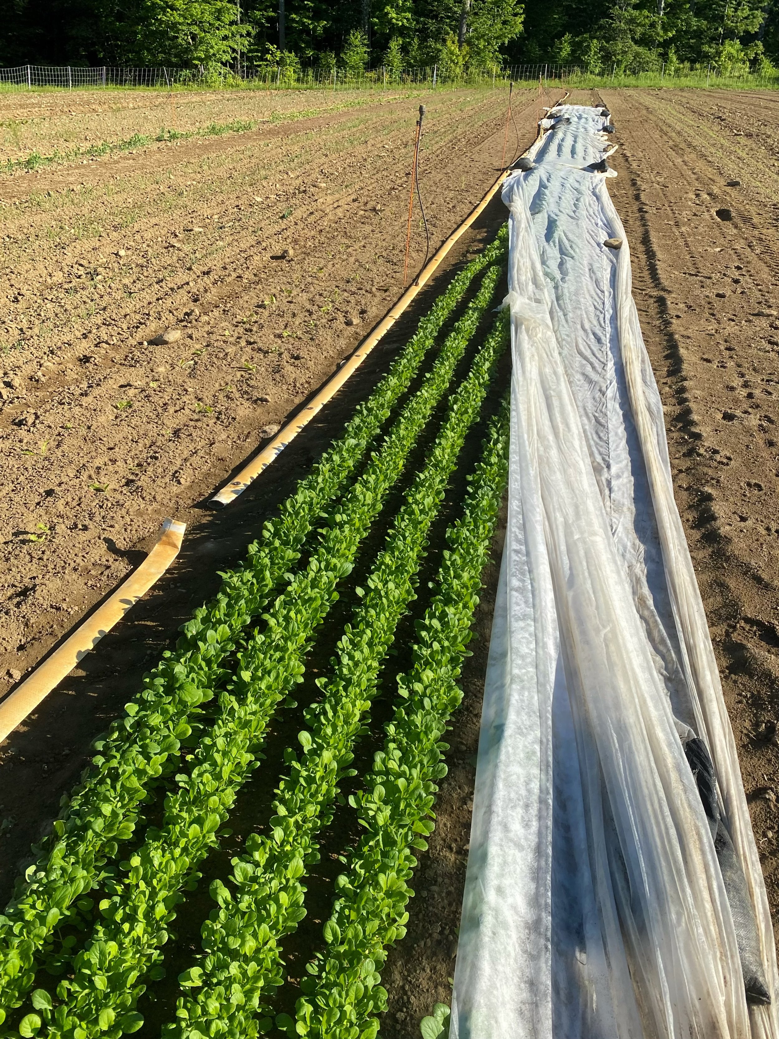 The market greens in the fields are ready!! 

They will be fresh in the farm store tomorrow morning 10am-5pm😉🌿