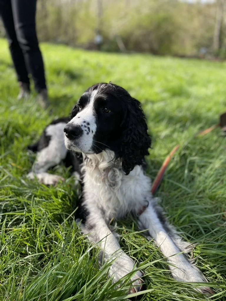 Everyone has a Little ADHD. Really? 