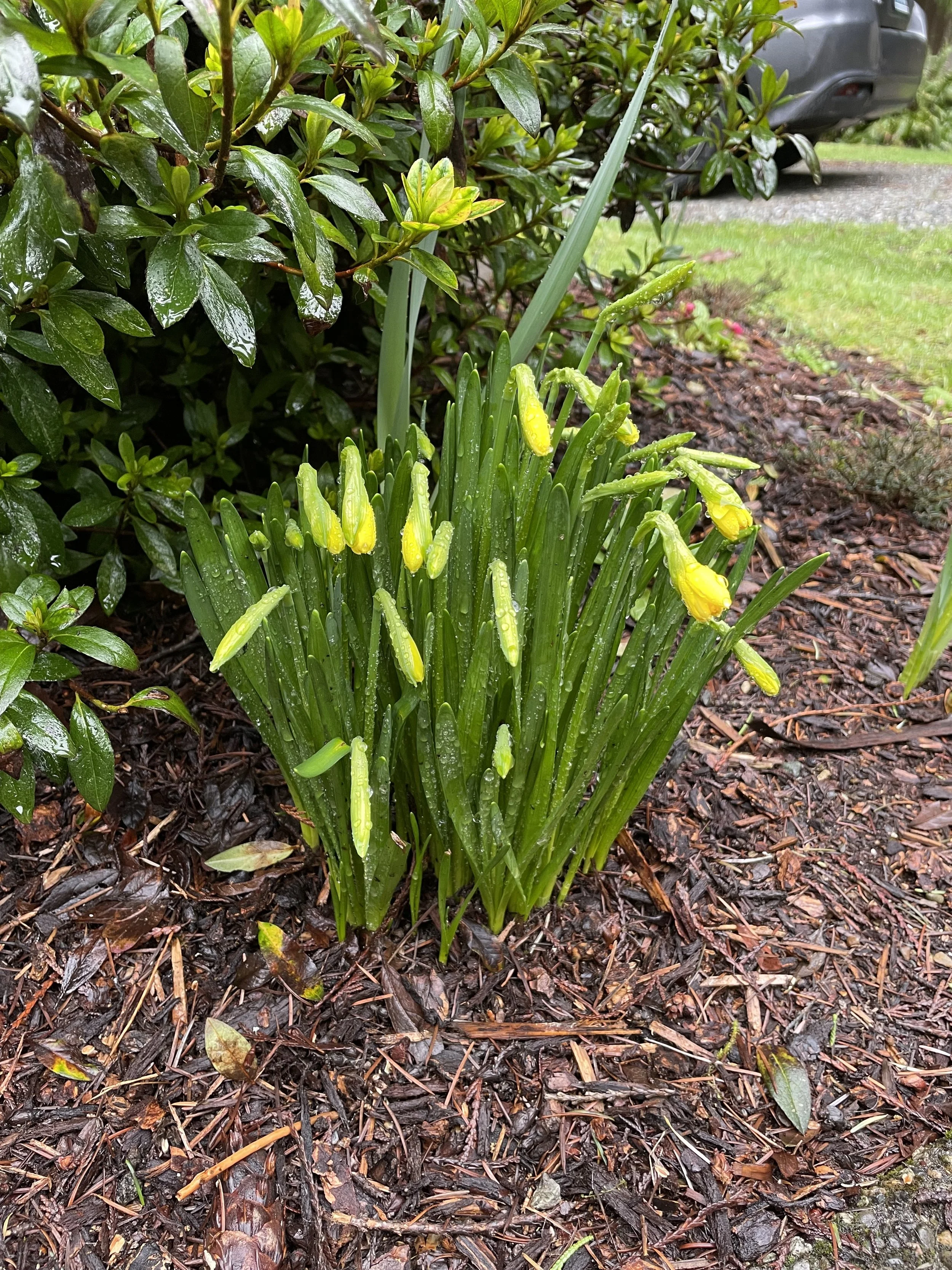 Executive Functioning IRL