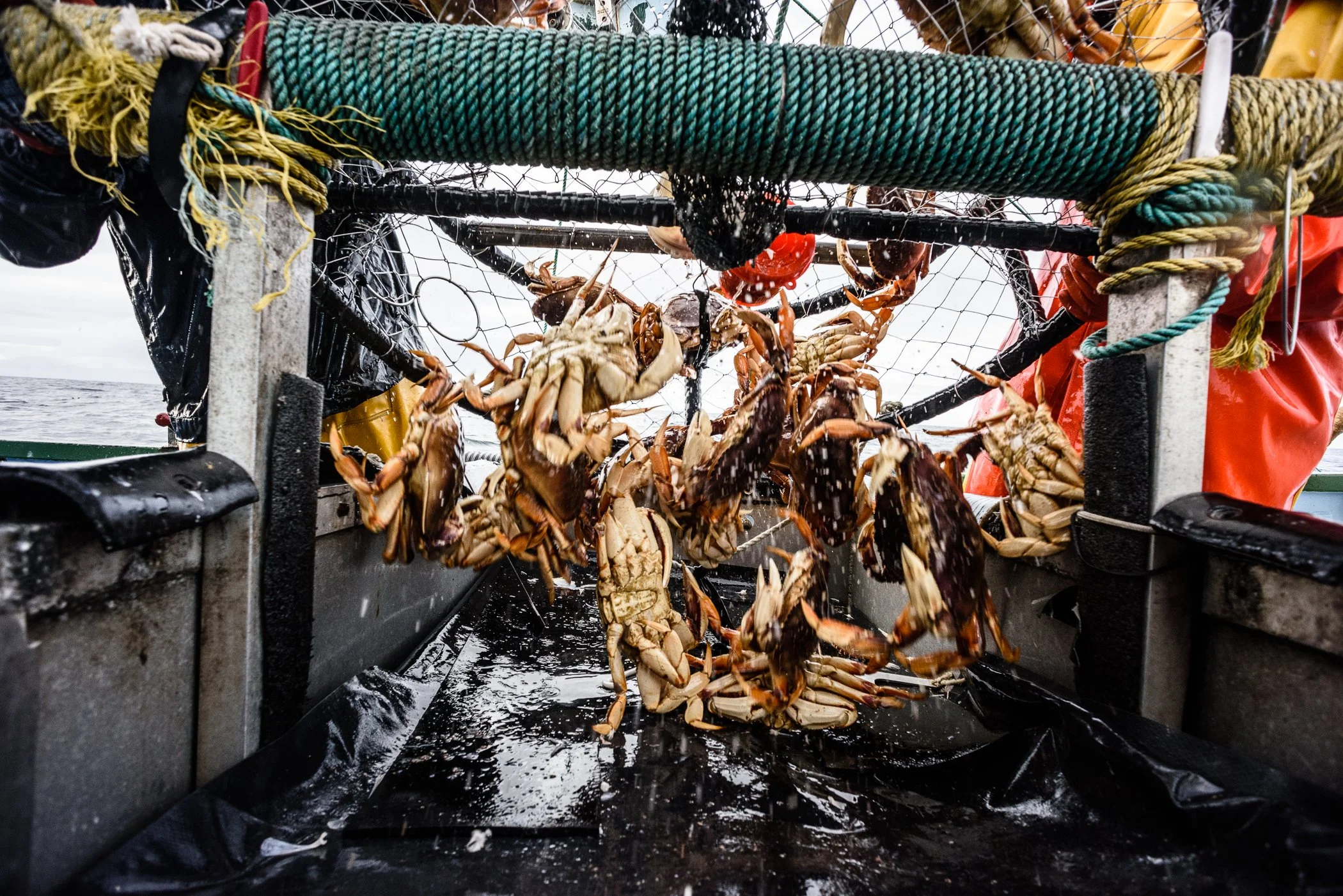 Dungeness Crab Season to Open in Central Management Area