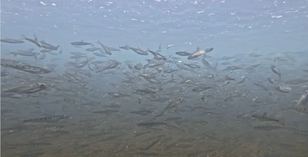 Great news from Coleman National Fish Hatchery