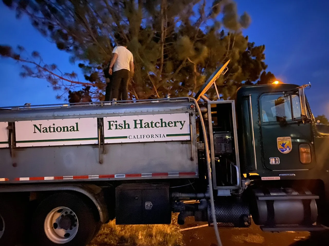 Night Smolt Release in Marin