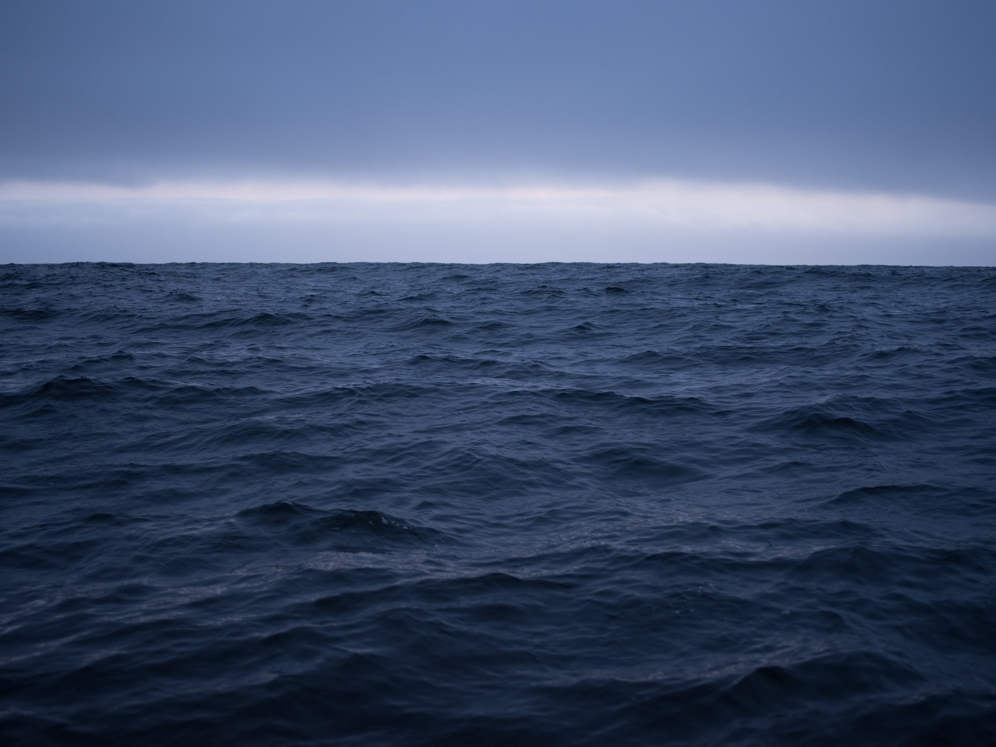 NOAA to Review Entanglement Risk, Humpback Whale Status