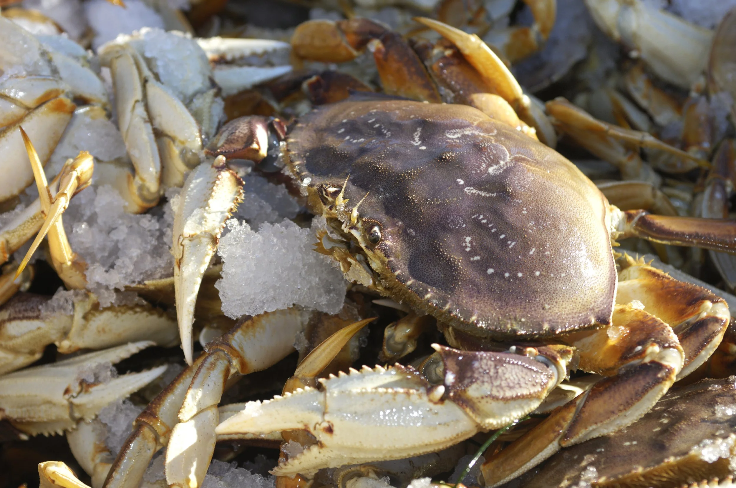 Fresh, live dungeness crabs