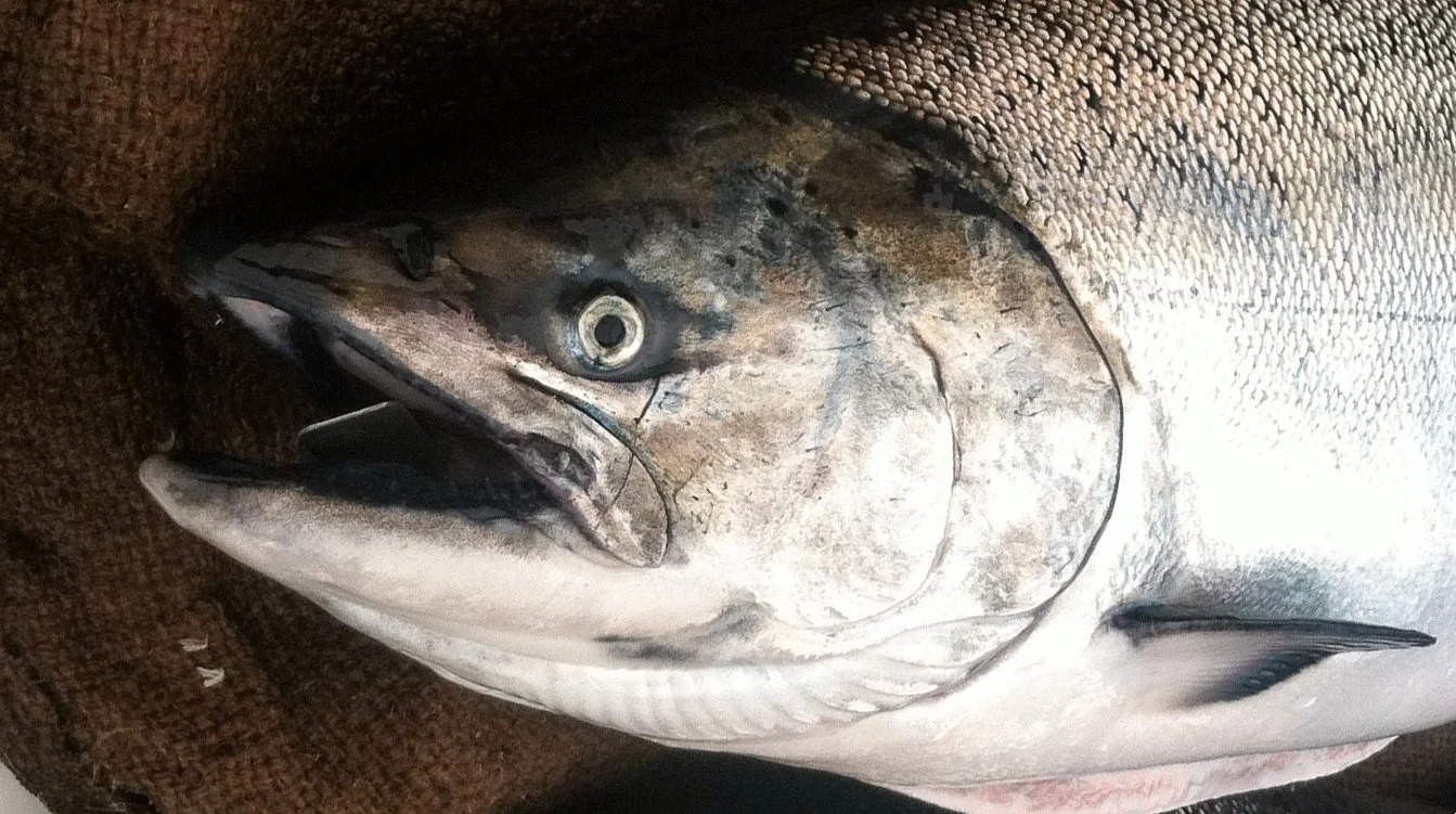 PCFFA Submits Comments on 2026 Salmon Season