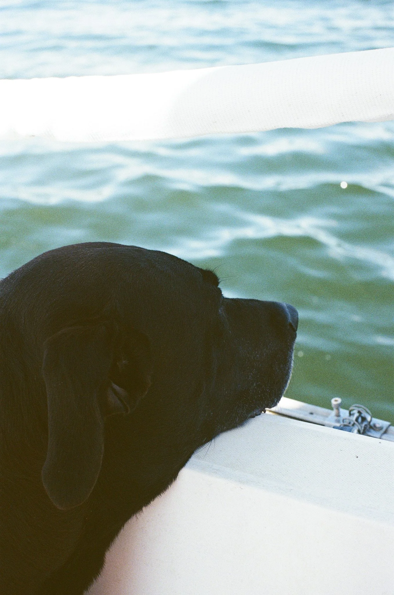Dog rests his chin on the boat while sailing