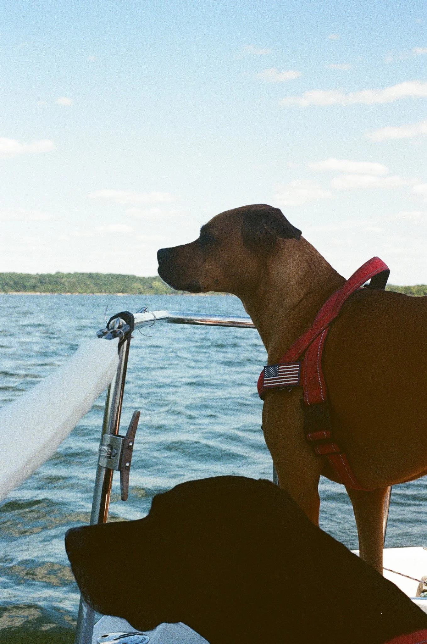 High contrast photo of two dogs looking on as they sail on Percy Priest Lake in Nashville.