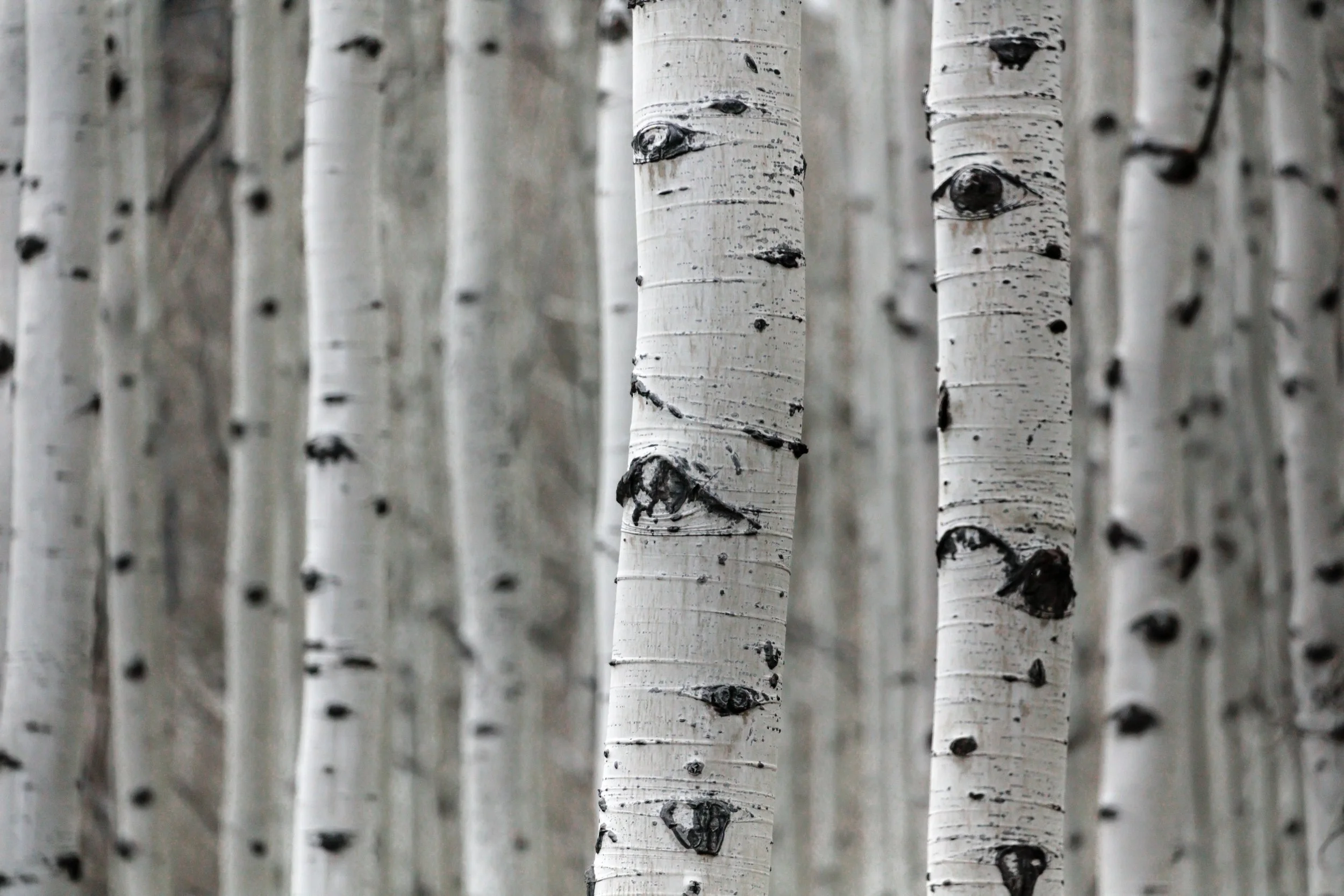 aspen4.jpg