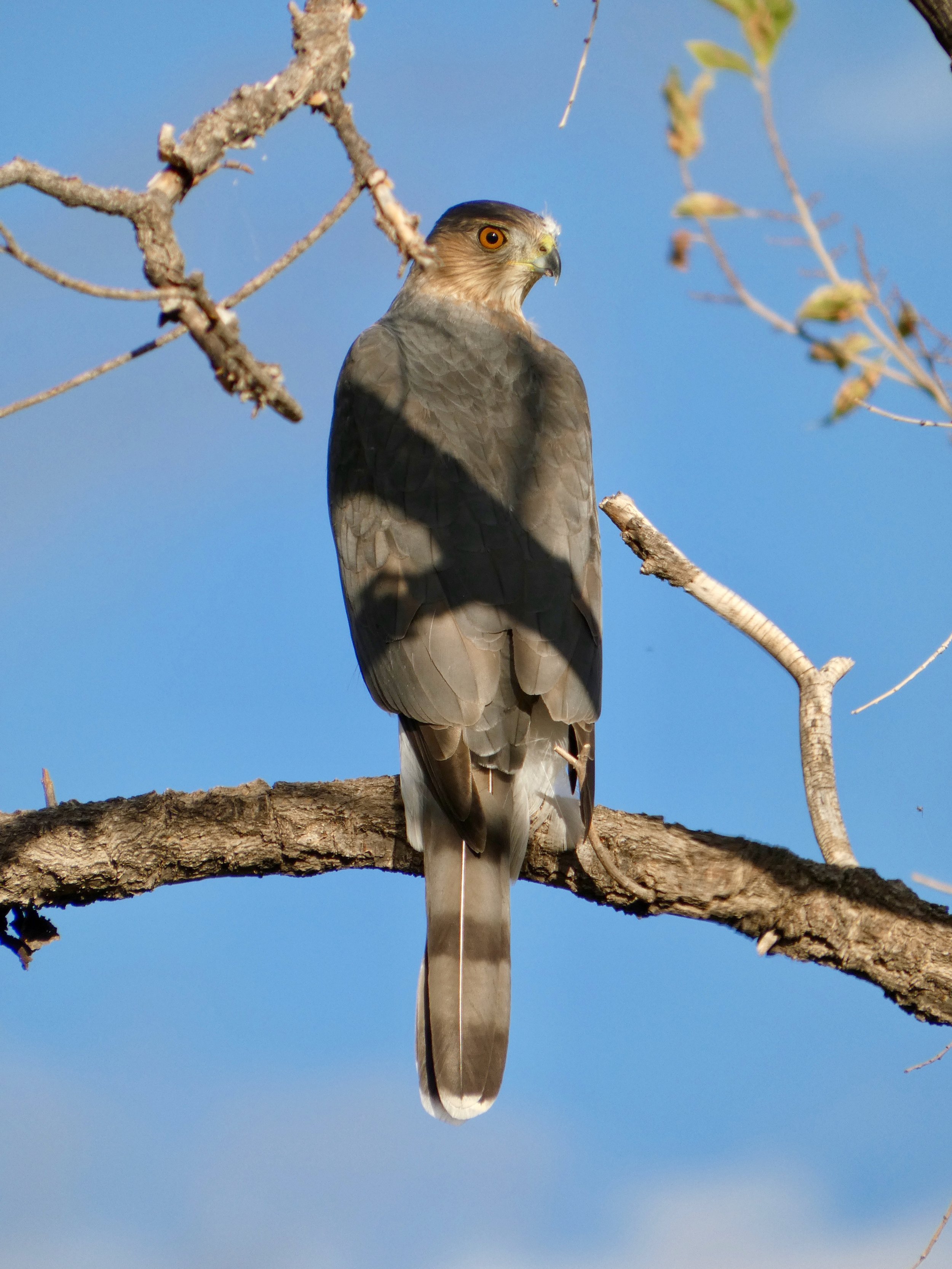Winter Raptor Survey