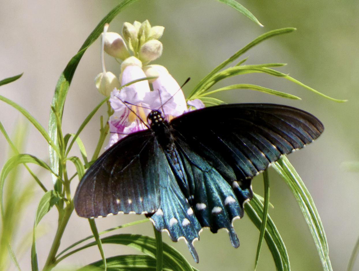New eBird Feature: Checklist Media