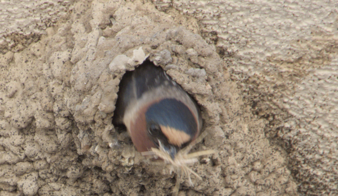 Home Run for Cliff Swallows