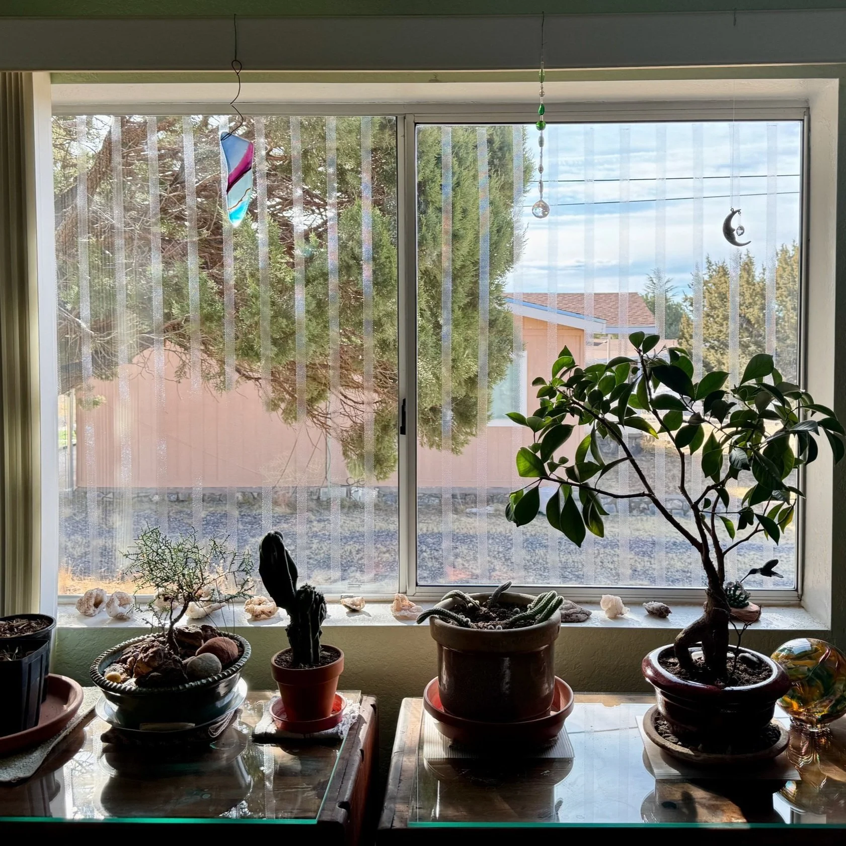 Birds and Windows: A Terrible Combo