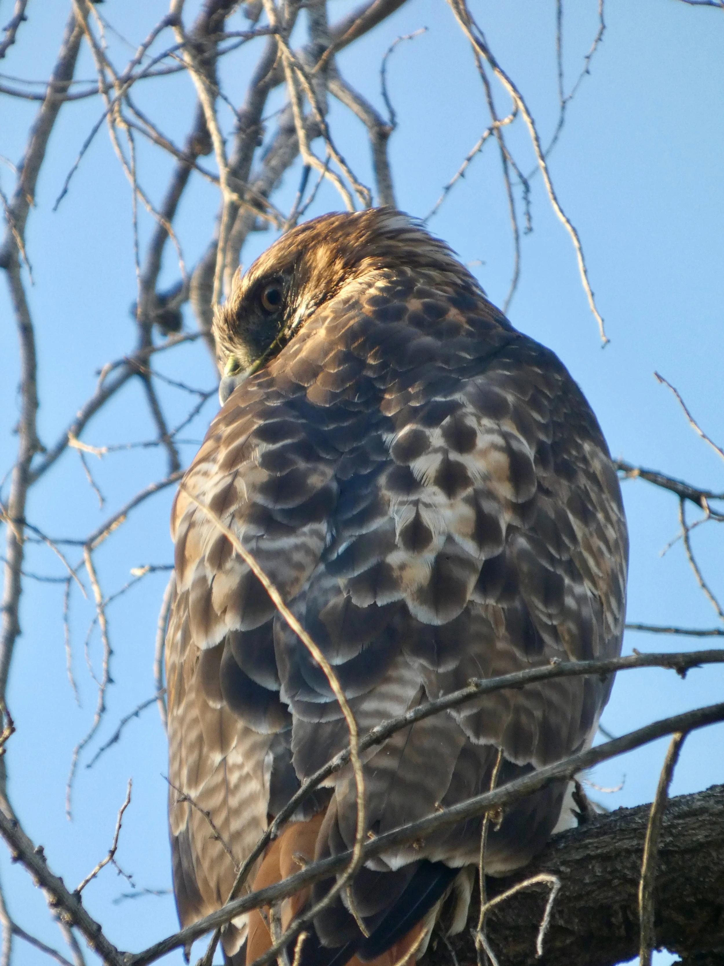 Winter Raptor Survey