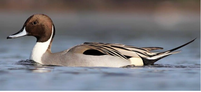 Program: A Guide to Waterfowl Identification for Beginning and Intermediate Birders