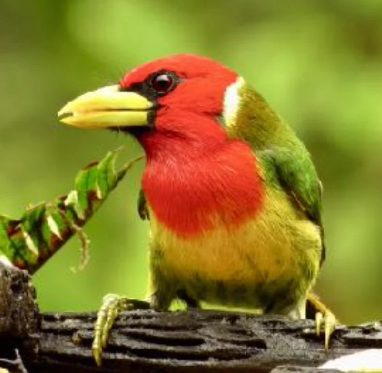 Program: Birds of Ecuador