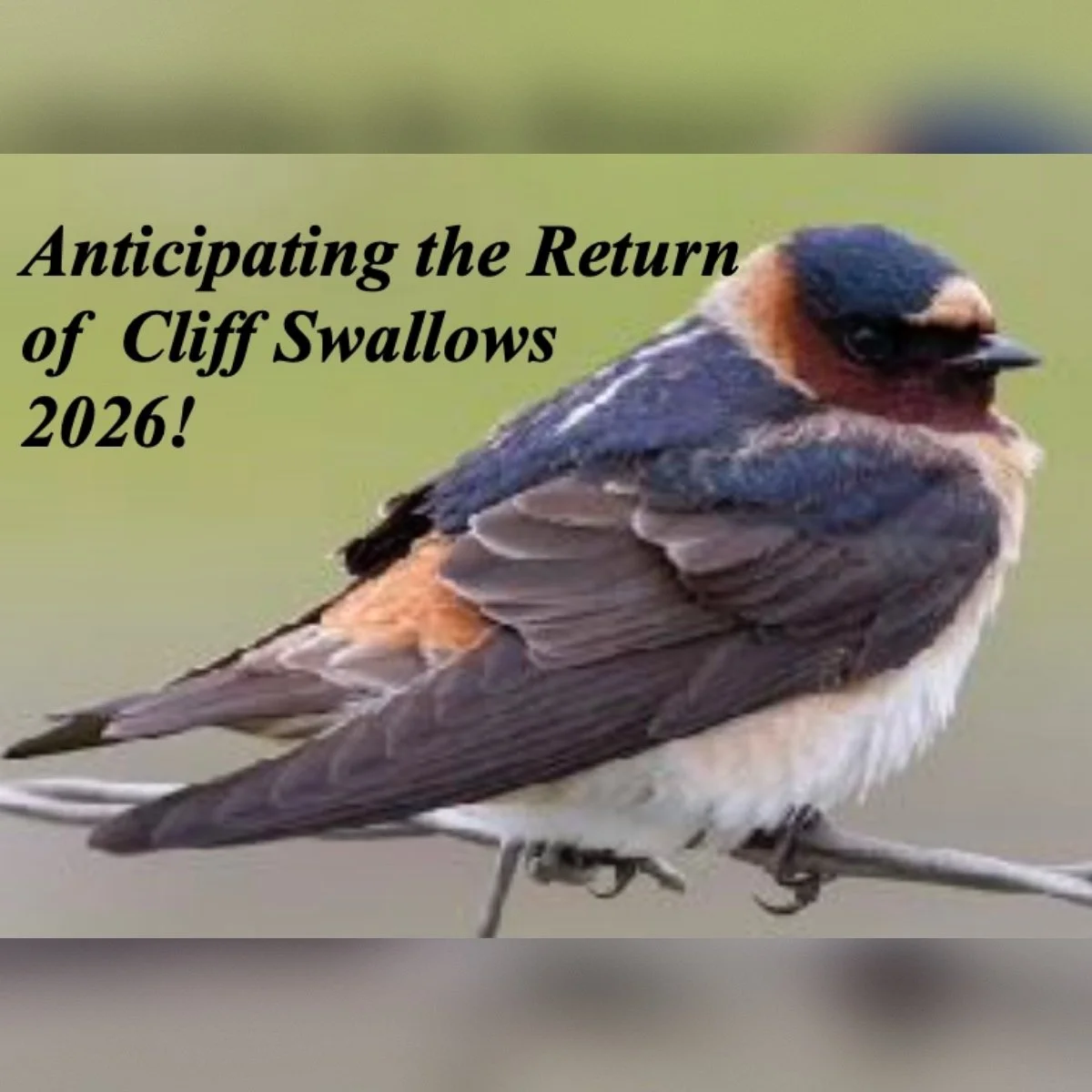 Anticipating the Return of Cliff Swallows 2026!