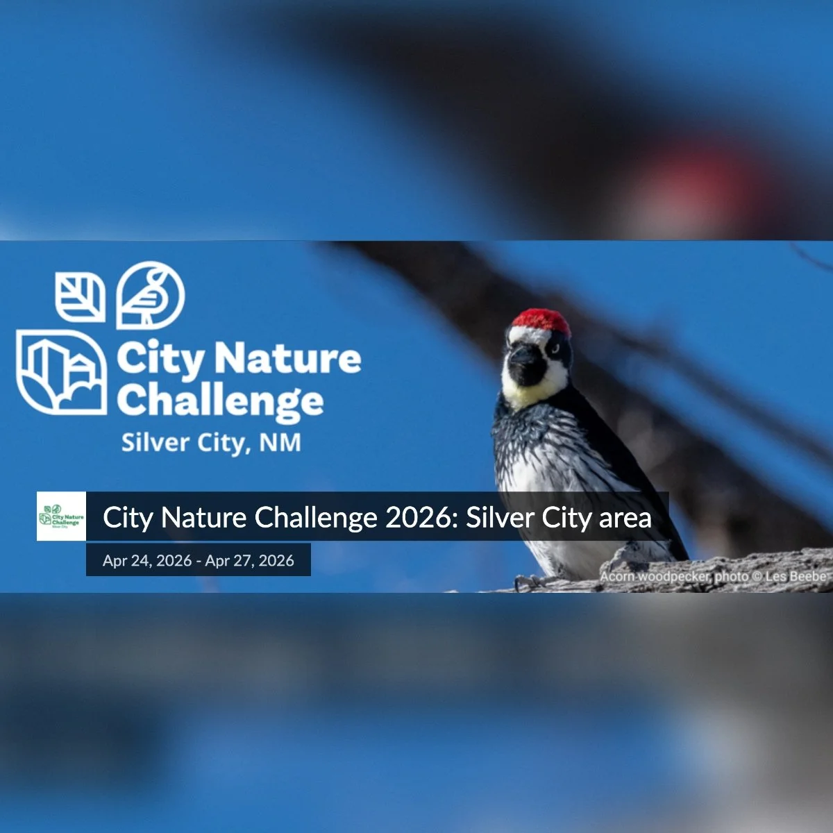 Join Silver City’s 2nd Bioblitz in Celebration of  Earth Day: April 24-27, 2026