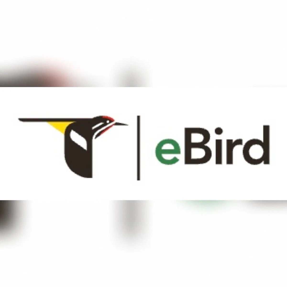 eBird Adds "Iconic Birds" Feature